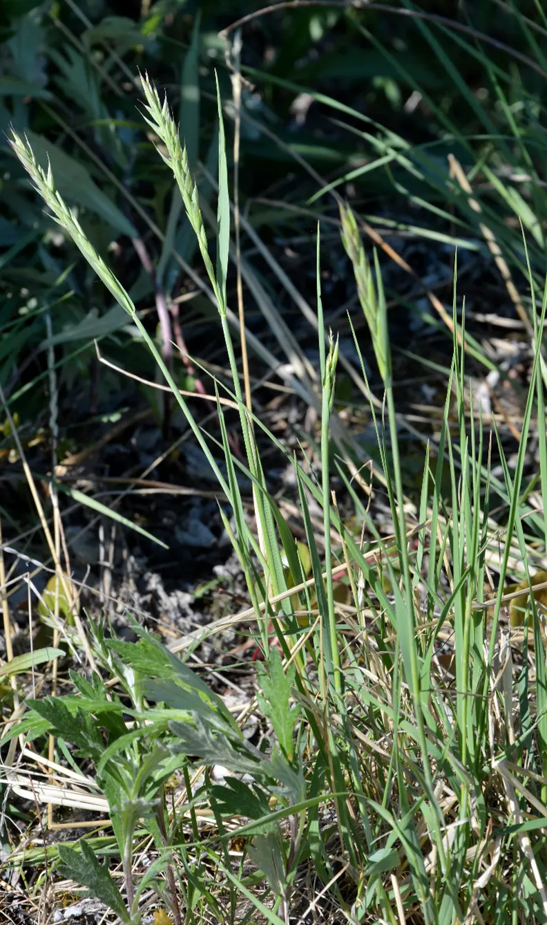 Bottlebrush Grass (Elymus Hystrix) — A final point for the client is that this native grass serves as a food source for wildlife; thus contributing, image 80