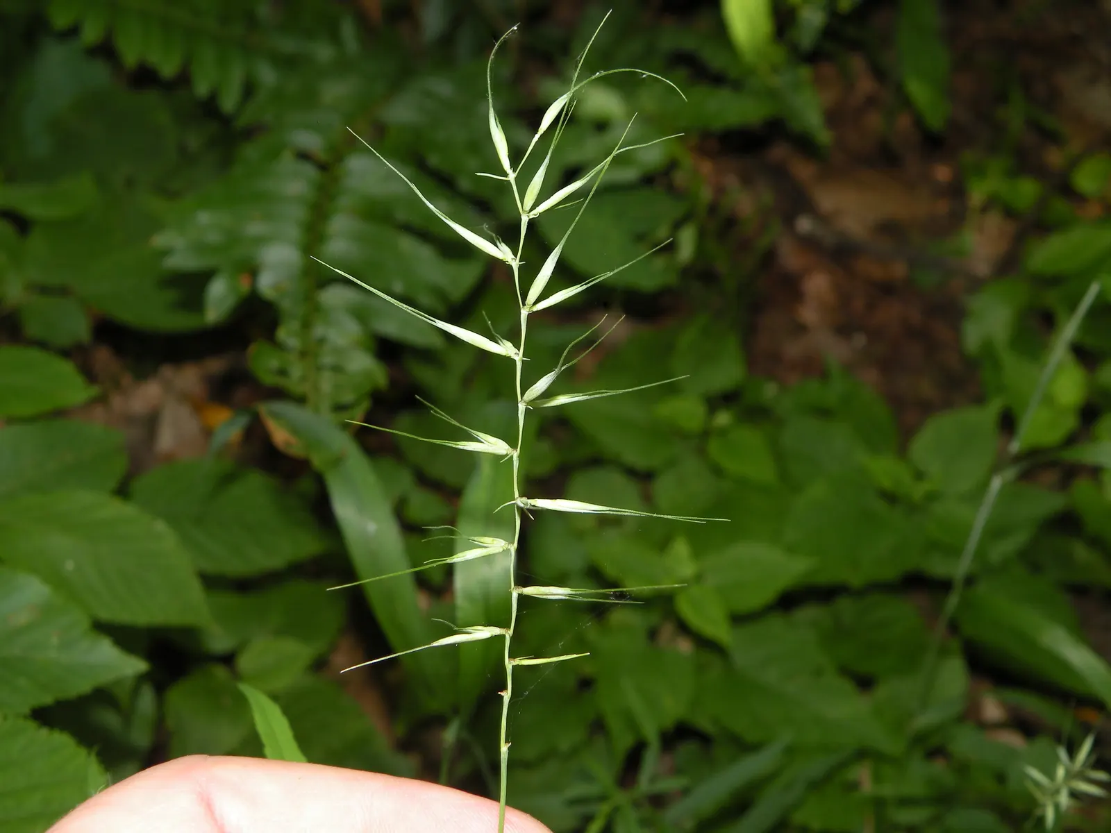 Bottlebrush Grass (Elymus Hystrix) — The distinctive feature of this grass is its elongated; which resemble a traditional bottlebrush, image 66