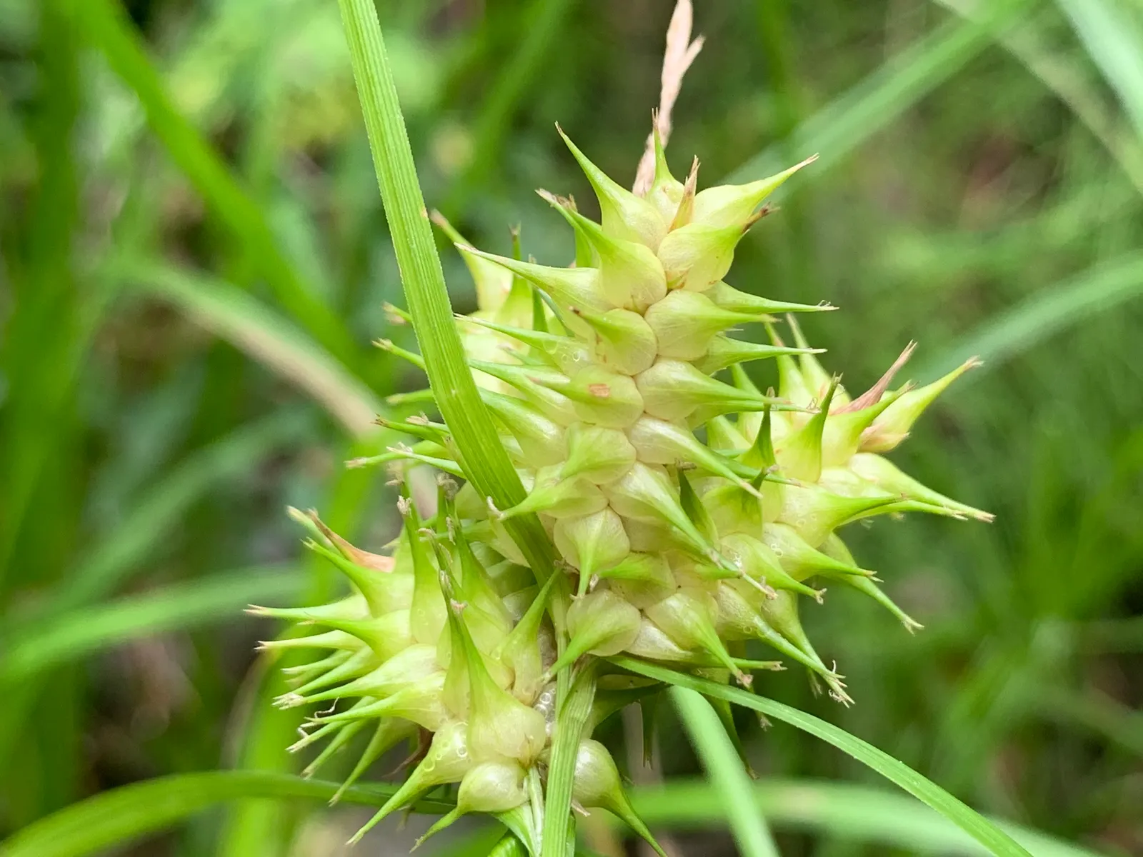 Bottlebrush Grass (Elymus Hystrix) — thriving in USDA hardiness zones 3 to 9
