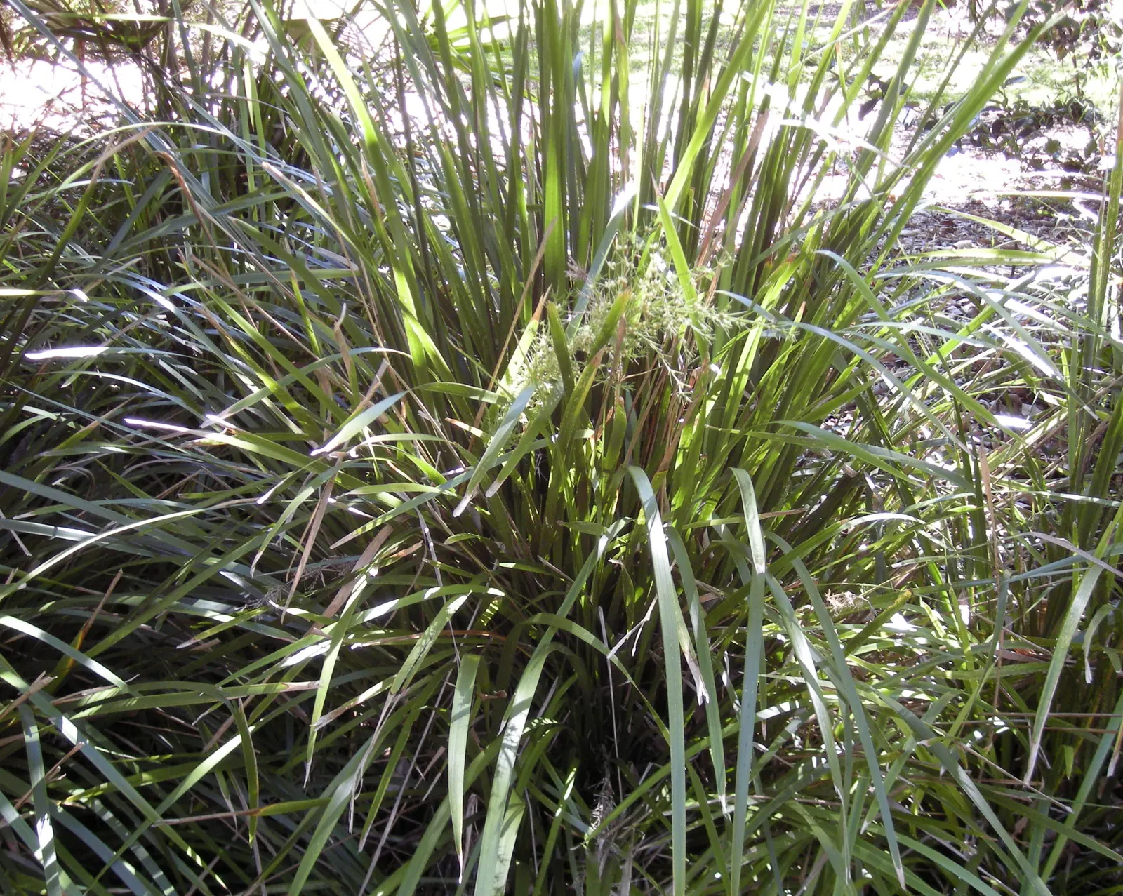 Bottlebrush Grass (Elymus Hystrix) — commonly known as Bottlebrush Grass