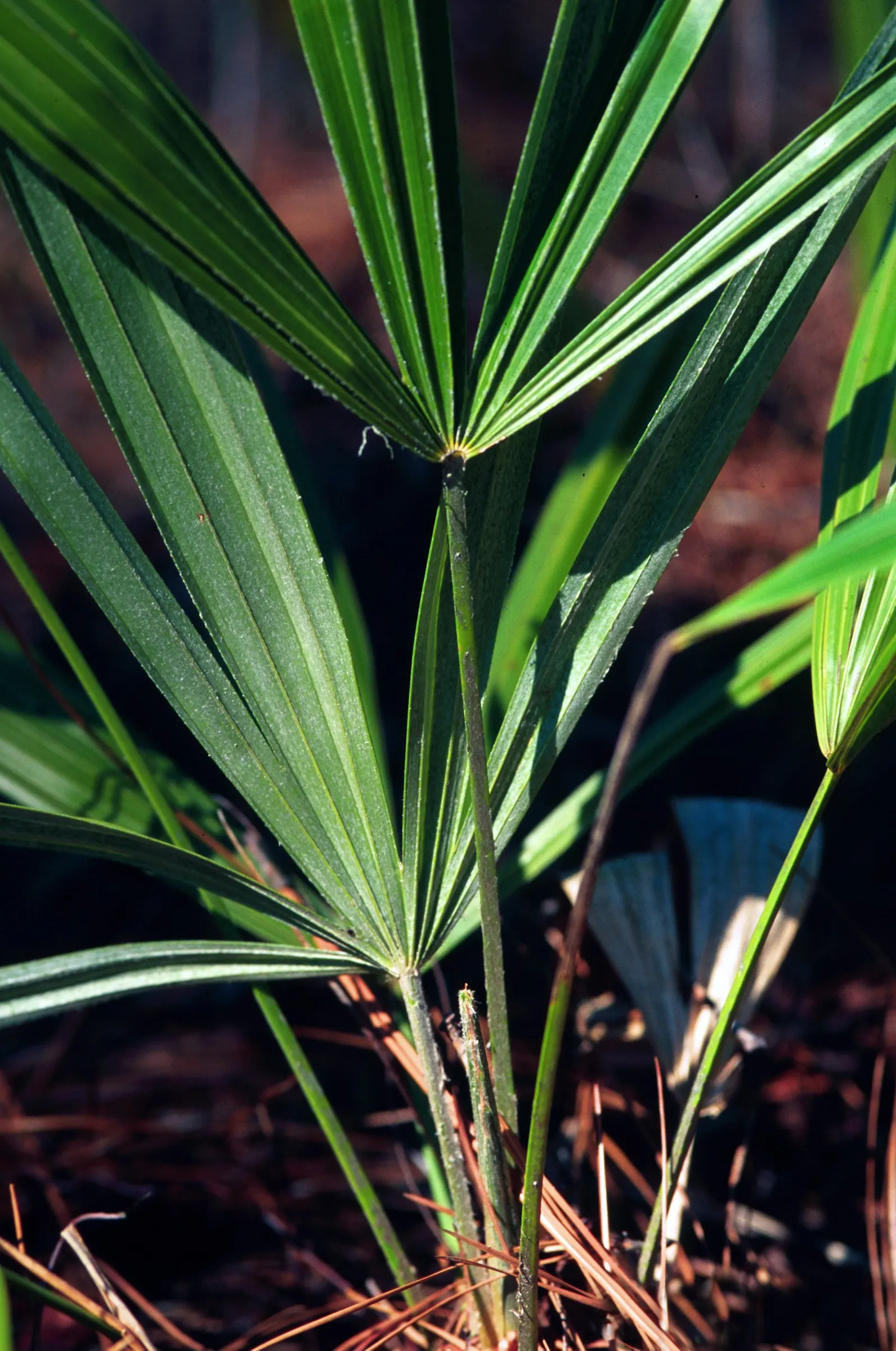 Bottlebrush Grass (Elymus Hystrix) — The distinctive feature of this grass is its elongated