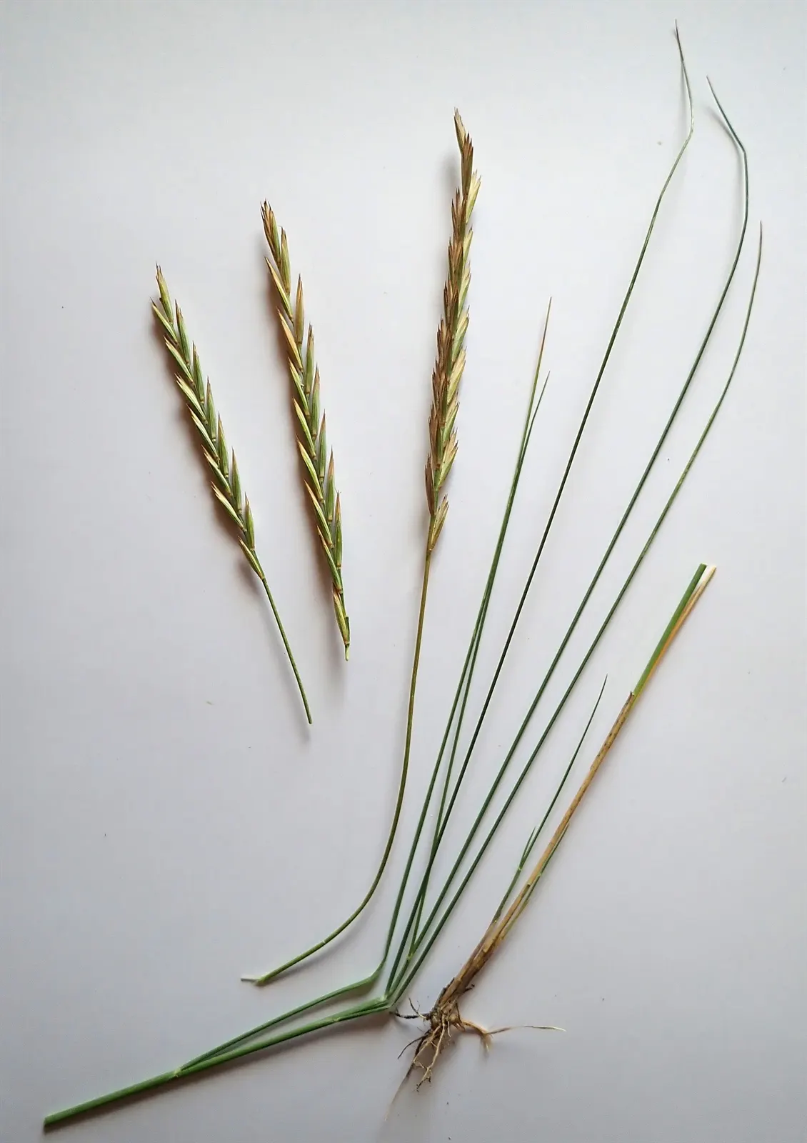 Bottlebrush Grass (Elymus Hystrix) — Elymus hystrix is a low-care option