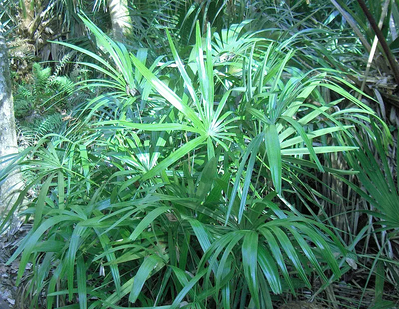 Bottlebrush Grass (Elymus Hystrix) — making it an ideal choice for shadowed woodland gardens or understory plantings