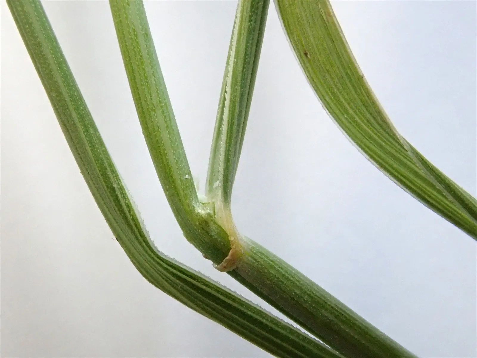 Bottlebrush Grass (Elymus Hystrix) — commonly known as Bottlebrush Grass; which resemble a traditional bottlebrush, image 62