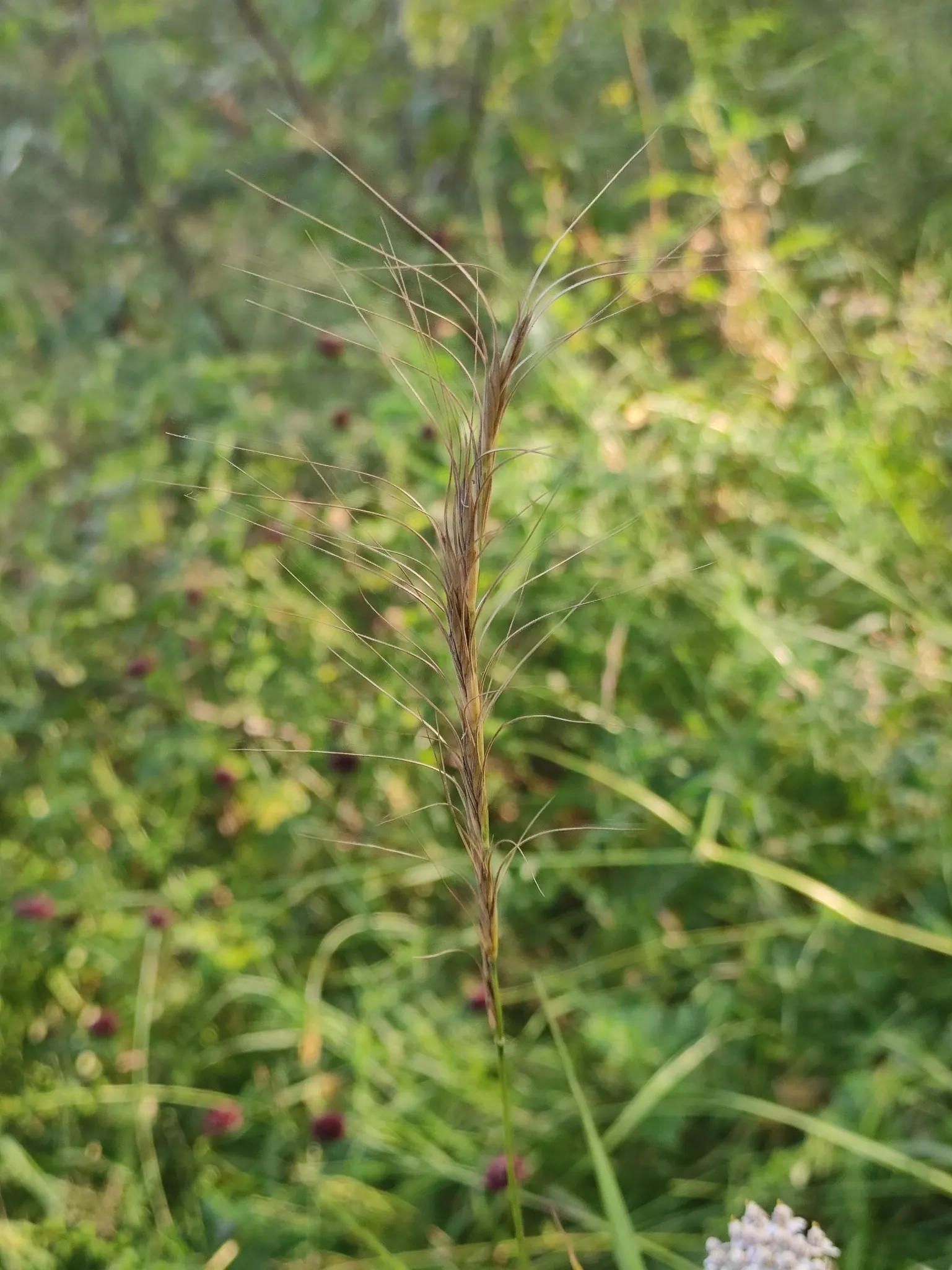 Bottlebrush Grass (Elymus Hystrix) — is a North American native perennial that offers a striking texture to any landscape design; elymus hystrix is a low-care
