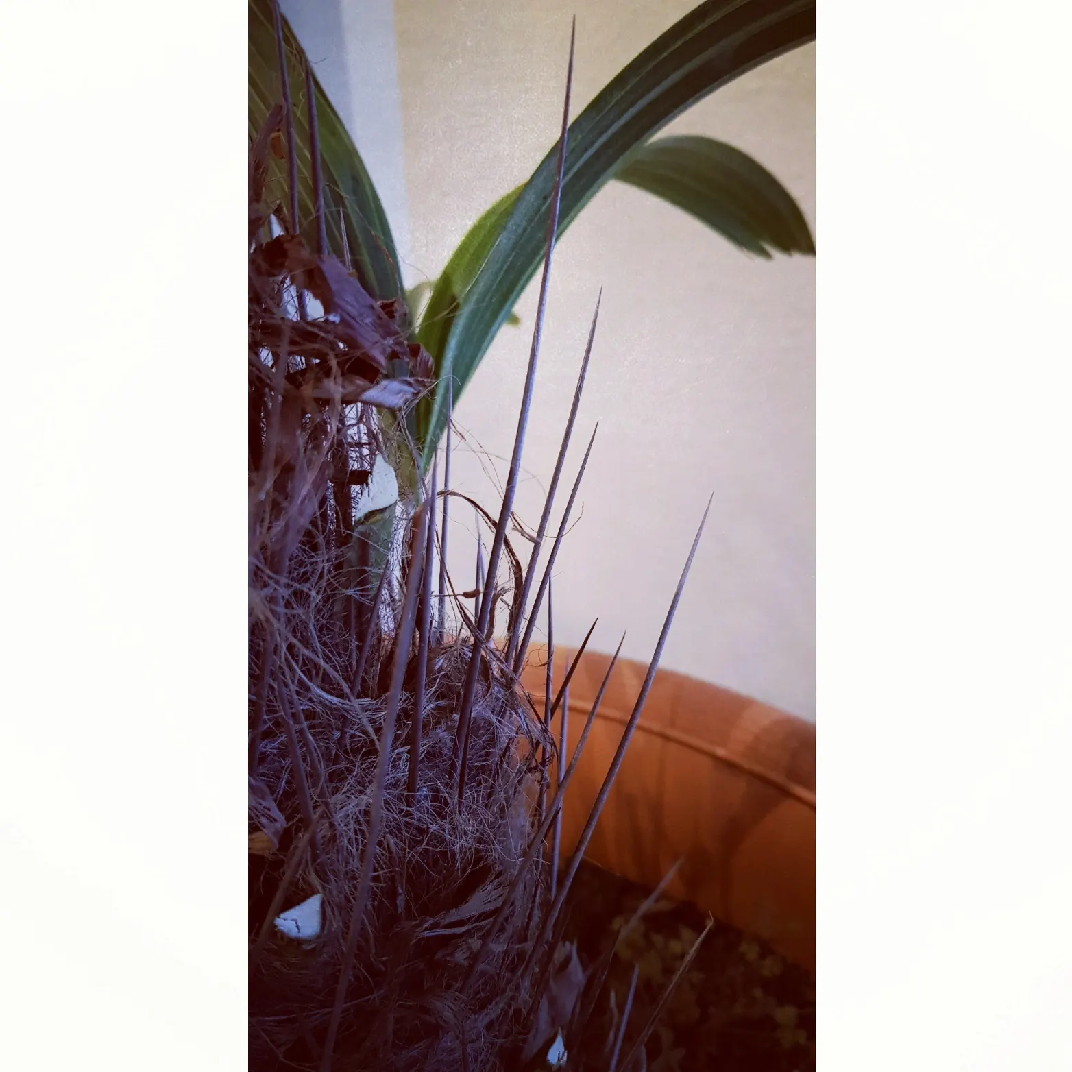 Bottlebrush Grass (Elymus Hystrix) — Its tolerance for shade sets it apart from many grasses that require full sun; thus contributing to the local, image 72