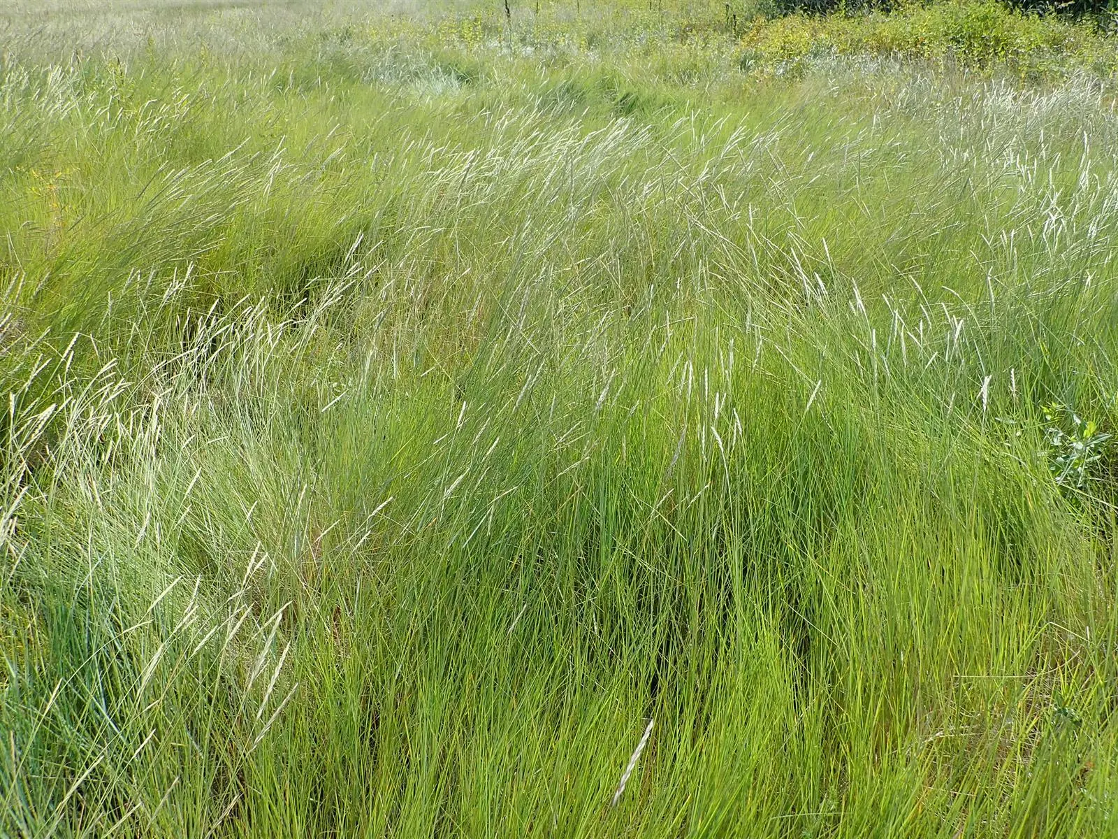 Bottlebrush Grass (Elymus Hystrix) — is a North American native perennial that offers a striking texture to any landscape design; elymus hystrix is, image 63