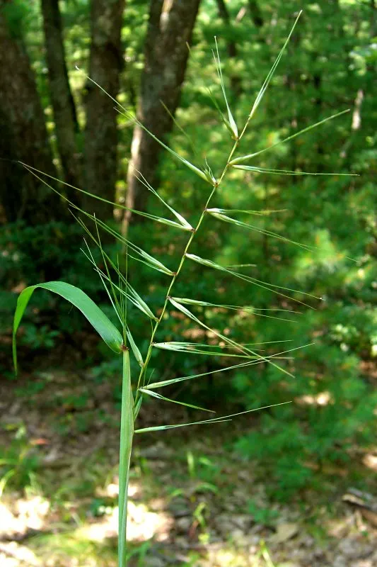 Bottlebrush Grass (Elymus Hystrix) — save for occasional watering during prolonged dry spells; thus contributing to the local ecosystem's health