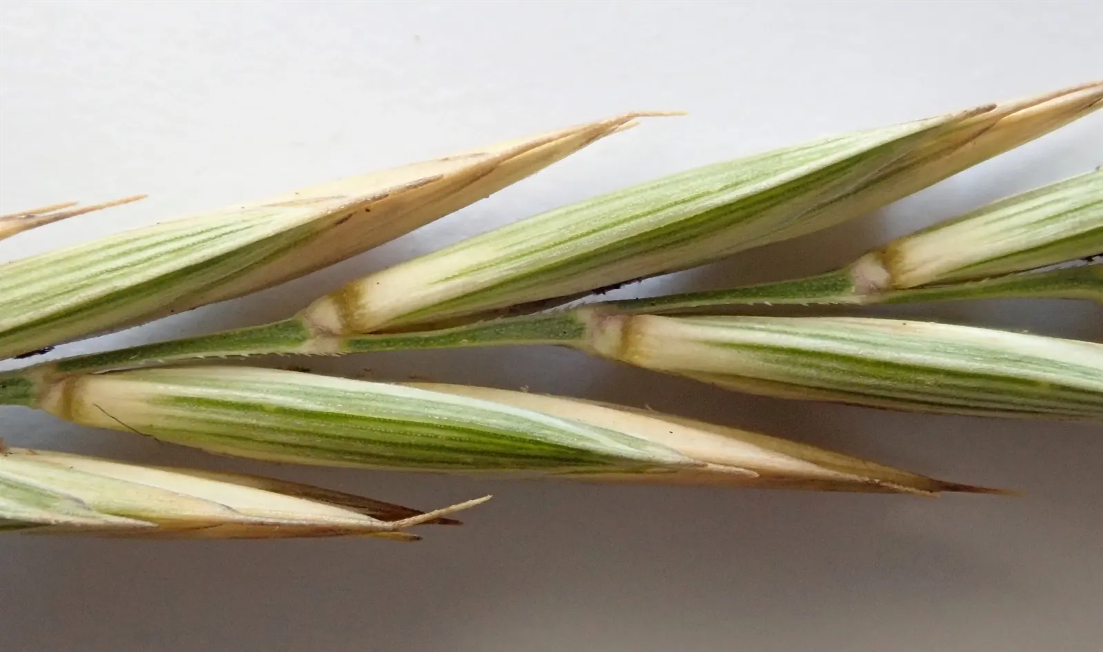 Bottlebrush Grass (Elymus Hystrix) — which resemble a traditional bottlebrush; elymus hystrix is a low-care option, image 67