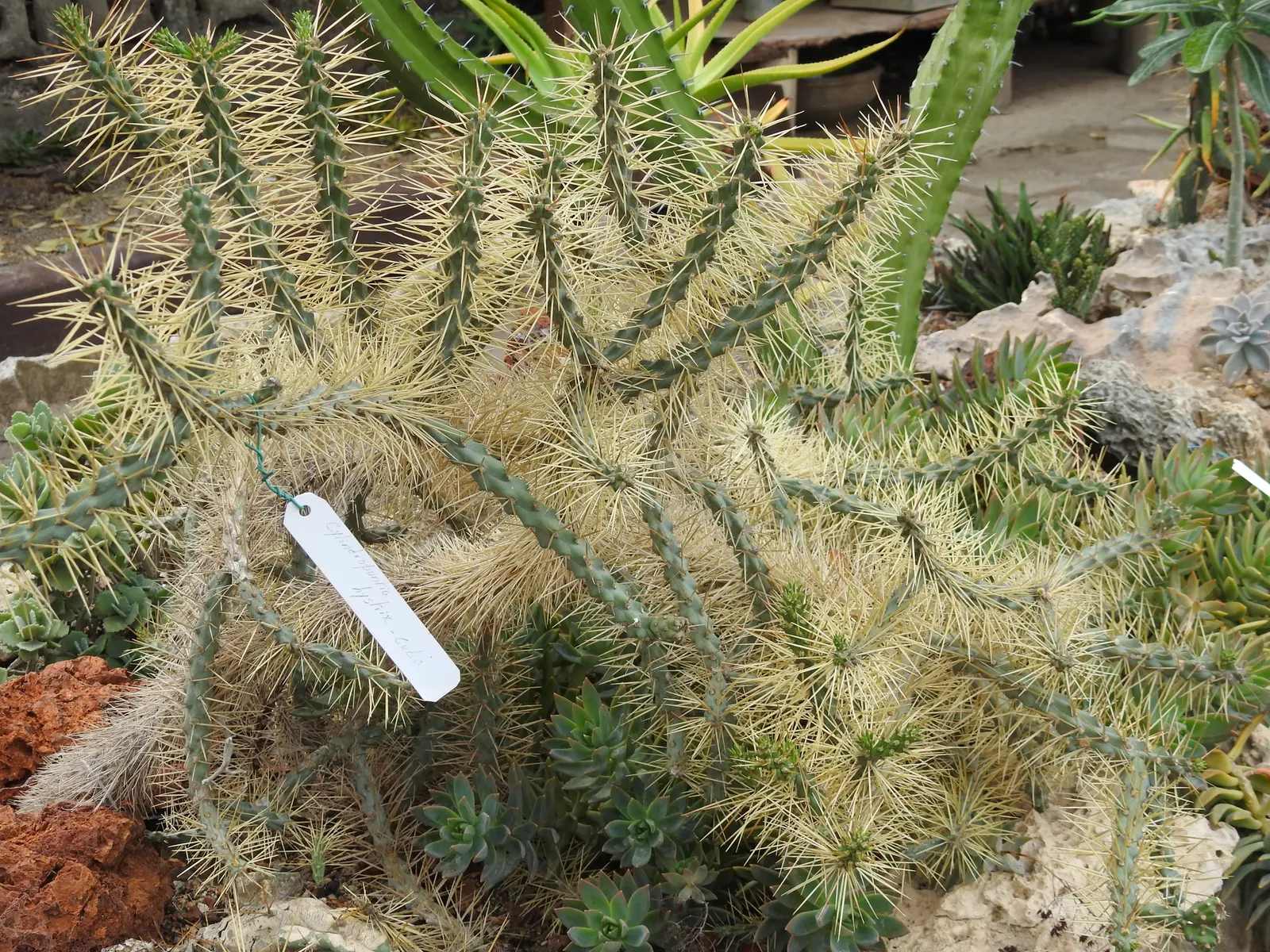 Bottlebrush Grass (Elymus Hystrix) — grass / perennial for full or half; thus contributing to the local ecosystem's health, image 84