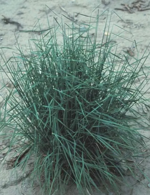 Bottlebrush Grass (Elymus Hystrix) — Preferring full sun to light shade, it thrives in well-drained soils; elymus hystrix is a low-care option, image 87