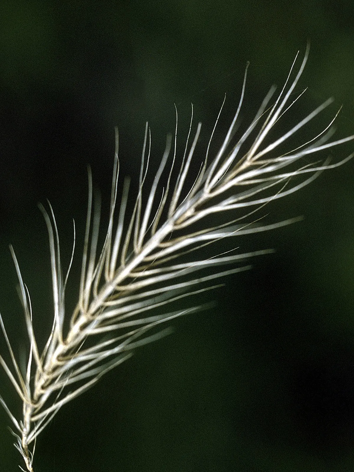 Bottlebrush Grass (Elymus Hystrix) — from moist to slightly dry; it adds vertical texture to gardens with minimal maintenance and is beneficial for wildlife