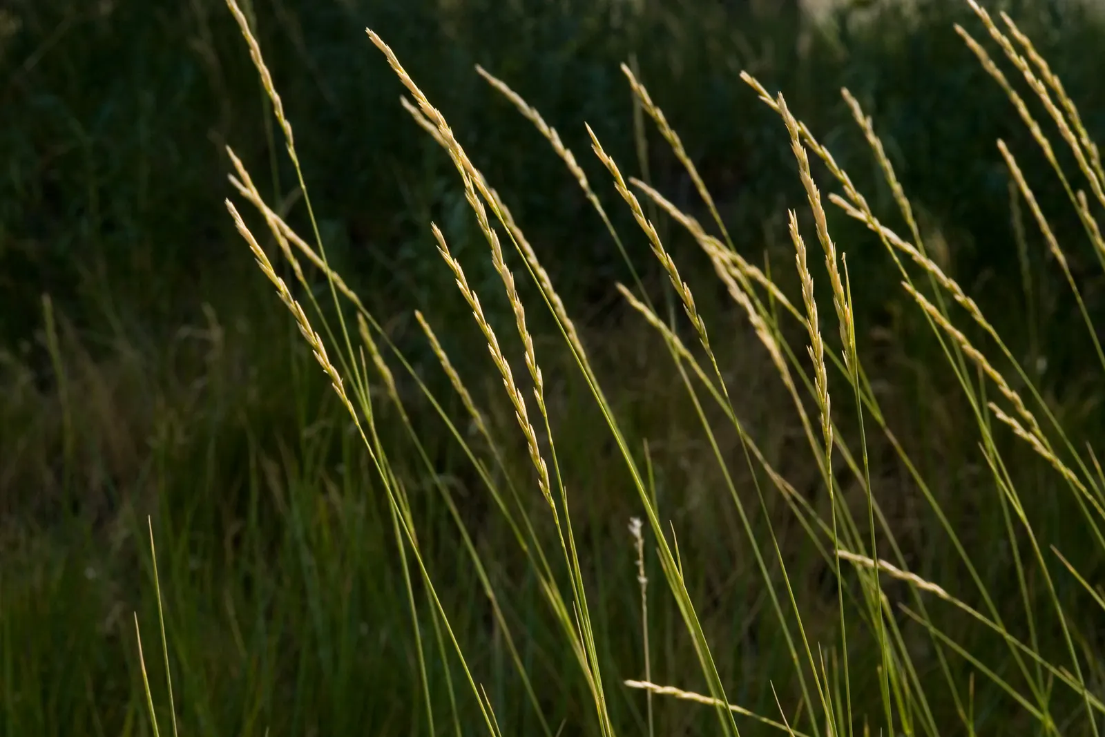 Bottlebrush Grass (Elymus Hystrix) — A final point for the client is that this native grass serves as a food source for wildlife