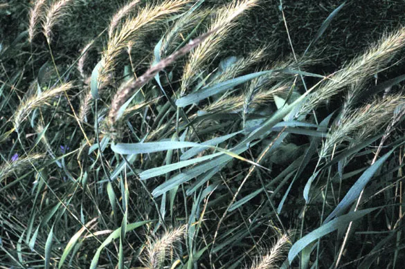 Bottlebrush Grass (Elymus Hystrix) — grass / perennial with green blooms