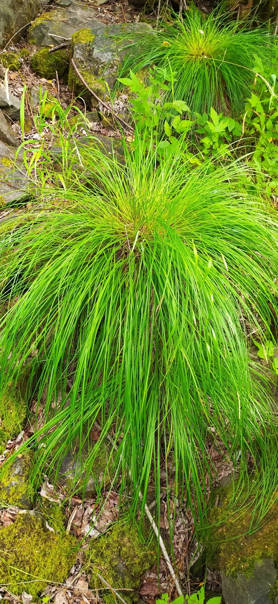 Bottlebrush Grass (Elymus Hystrix) — requiring minimal attention once established; elymus hystrix is a low-care option