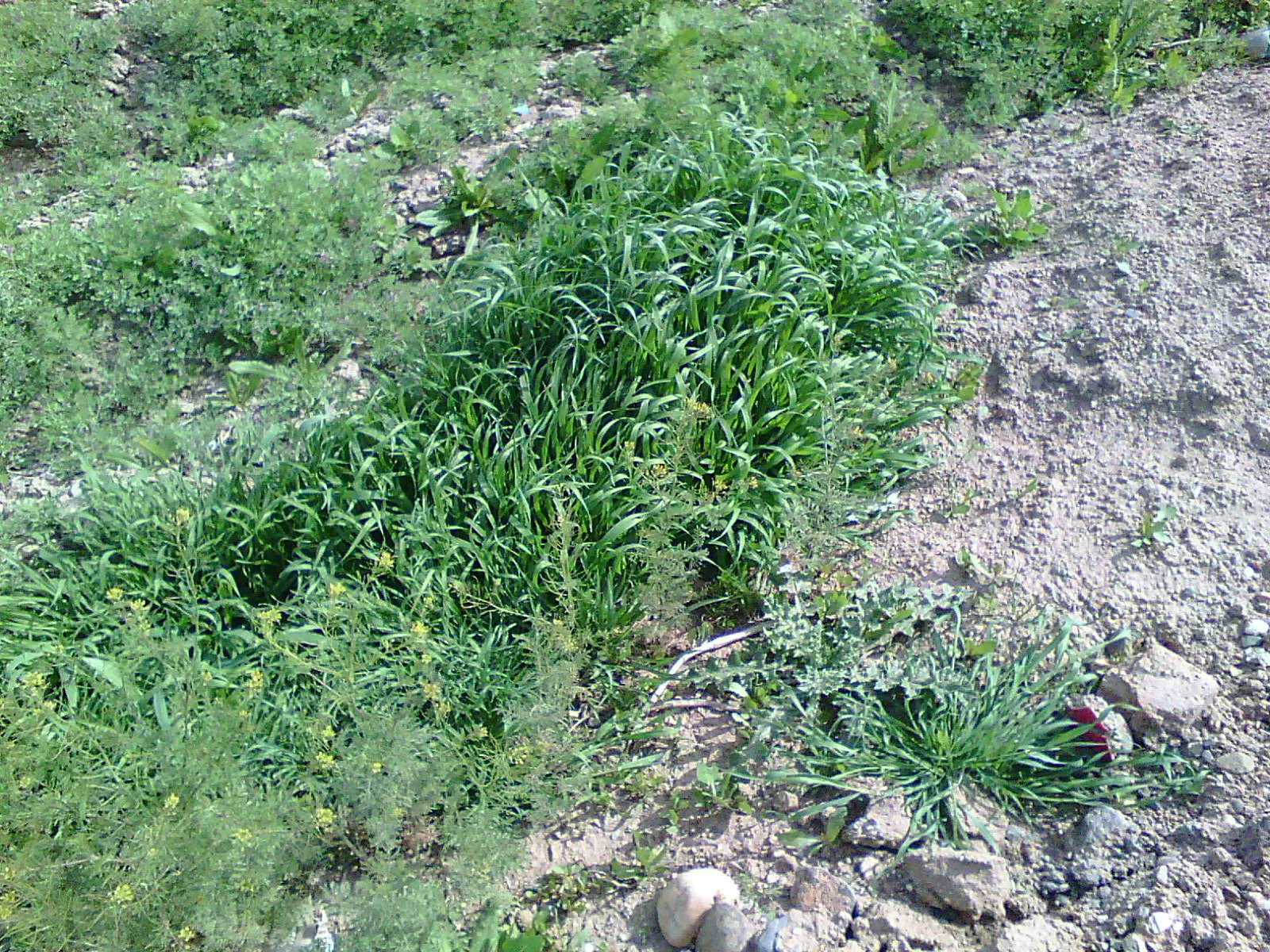 Bottlebrush Grass (Elymus Hystrix) — thus contributing to the local ecosystem's health; it adds vertical texture to gardens with minimal maintenance and is