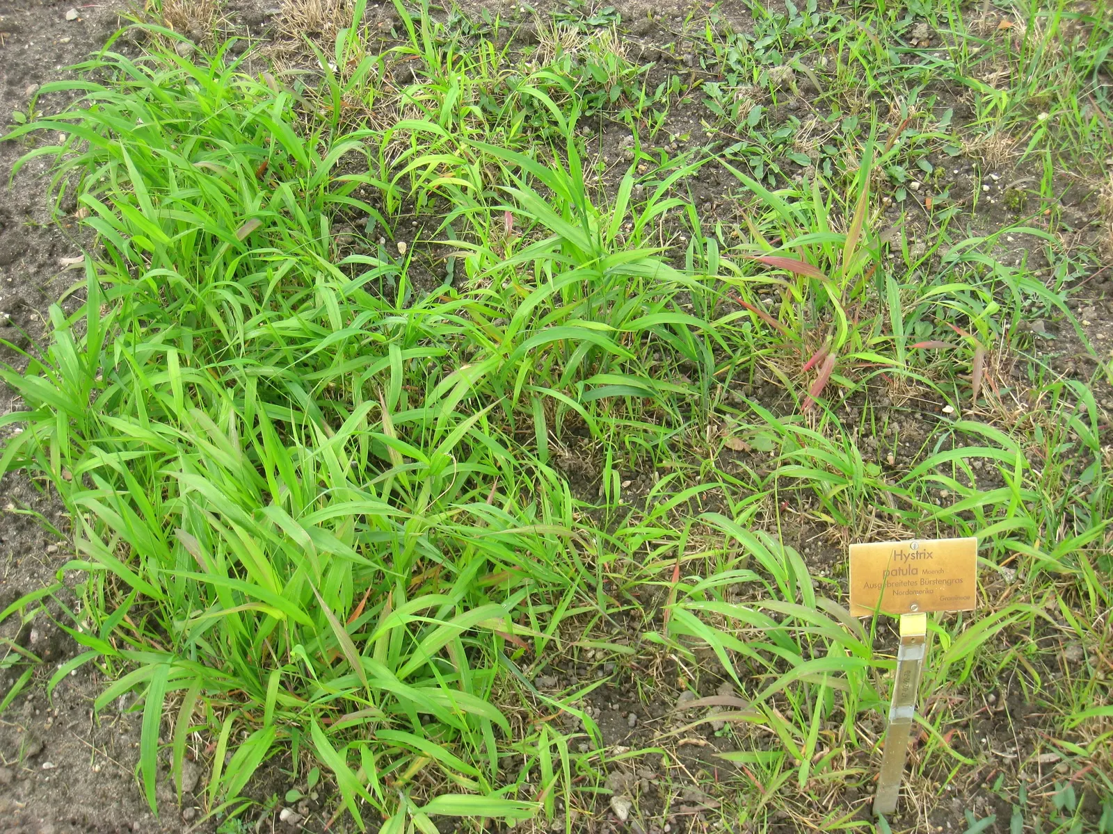 Bottlebrush Grass (Elymus Hystrix) — North American native prairie grass reaching 2-4 feet in height