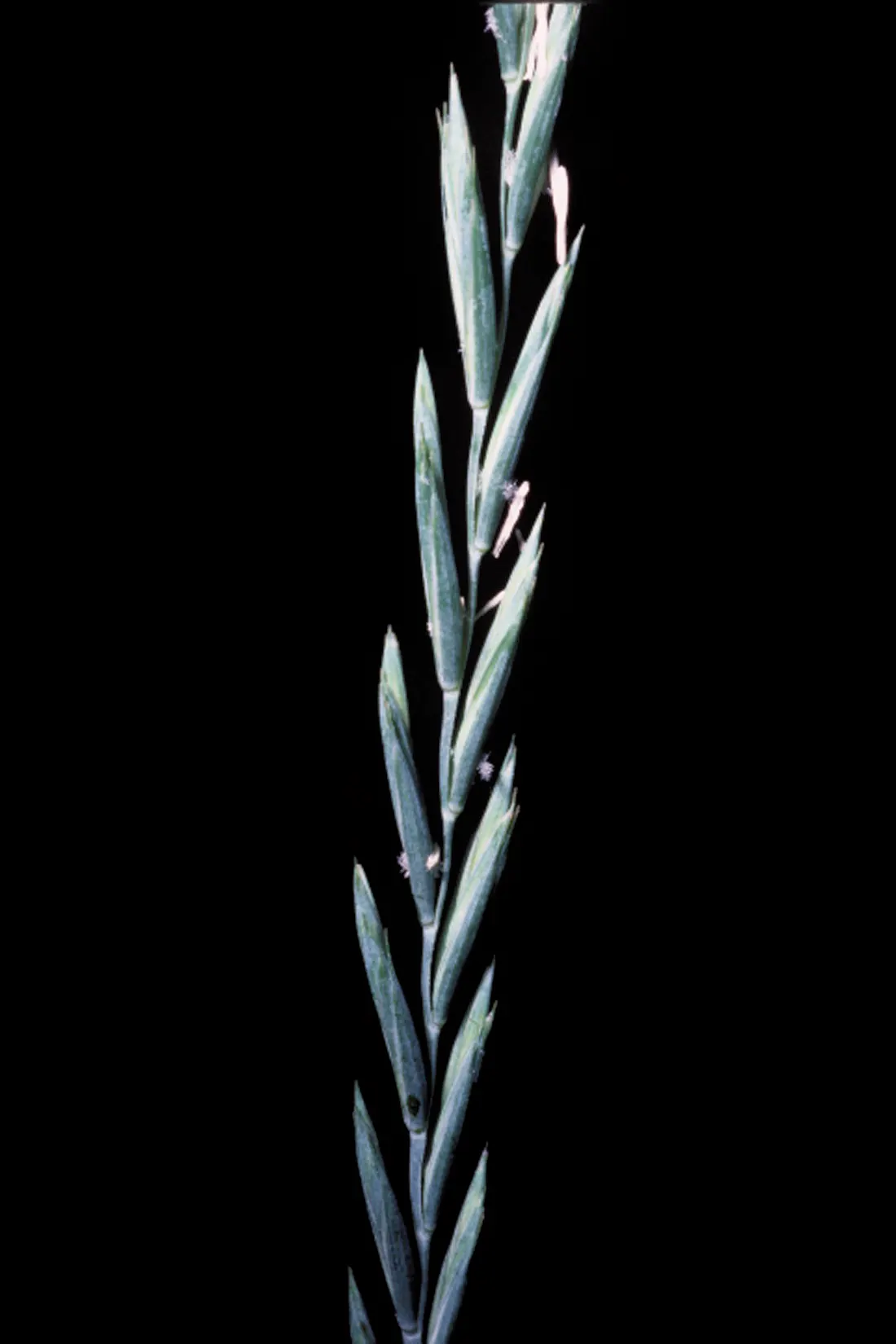 Bottlebrush Grass (Elymus Hystrix) — as well as its ability to provide erosion control on slopes; which resemble a traditional bottlebrush, image 78