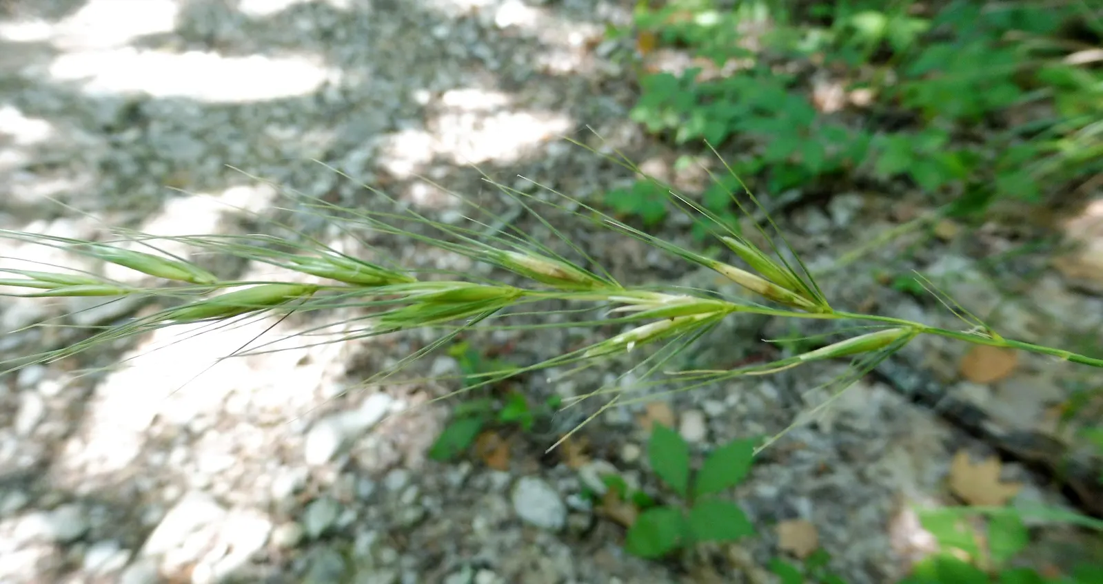 Bottlebrush Grass (Elymus Hystrix) — typically reaching heights of 2 to 4 feet with an equal spread of 2 to 3 feet