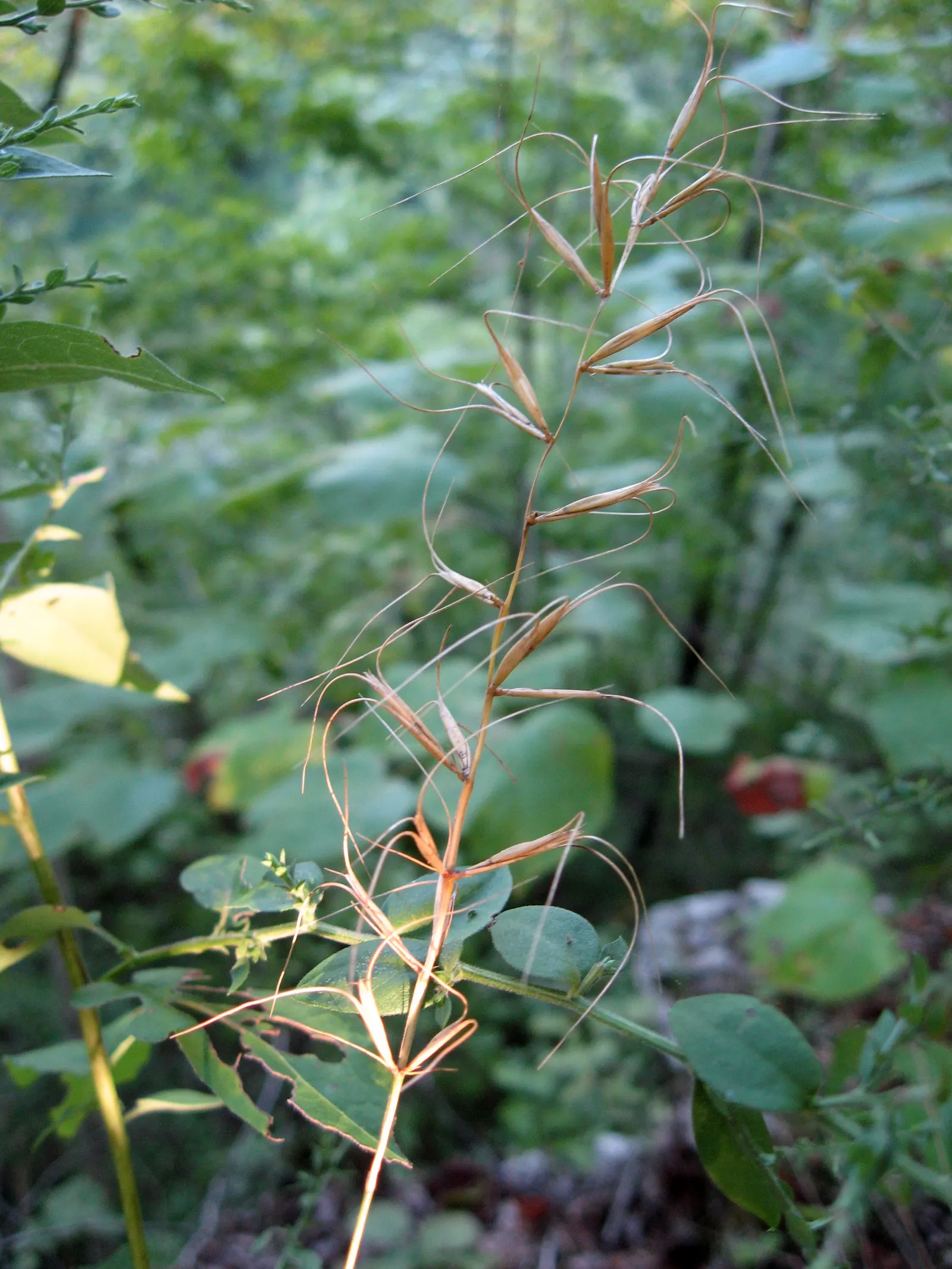Bottlebrush Grass (Elymus Hystrix) — from moist to slightly dry; it adds vertical texture to gardens with minimal maintenance and is beneficial for, image 69