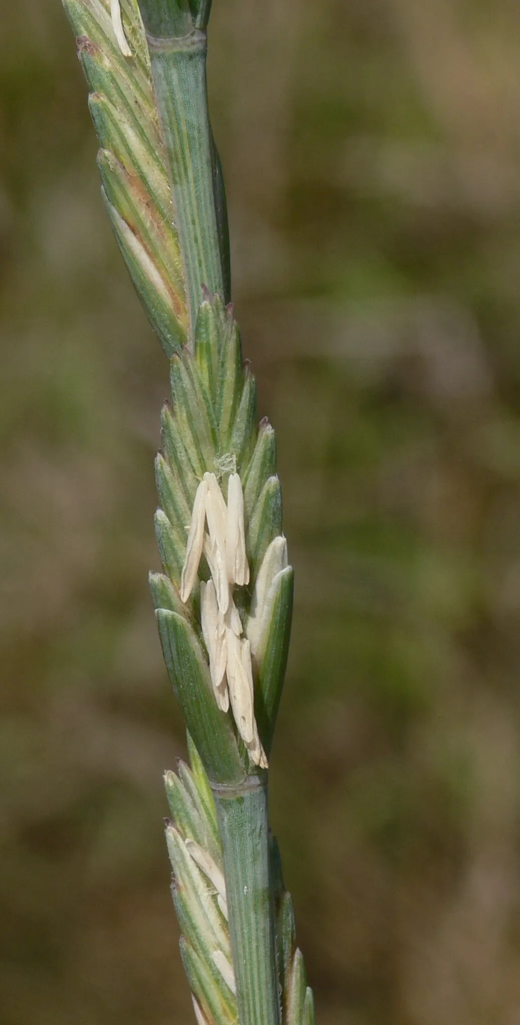 Bottlebrush Grass (Elymus Hystrix) — the plant's rough-textured