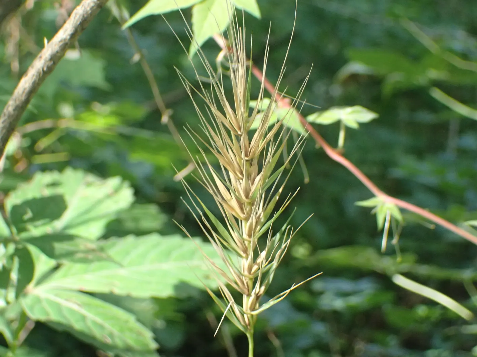 Bottlebrush Grass (Elymus Hystrix) — and prefers partial to full shade; which resemble a traditional bottlebrush