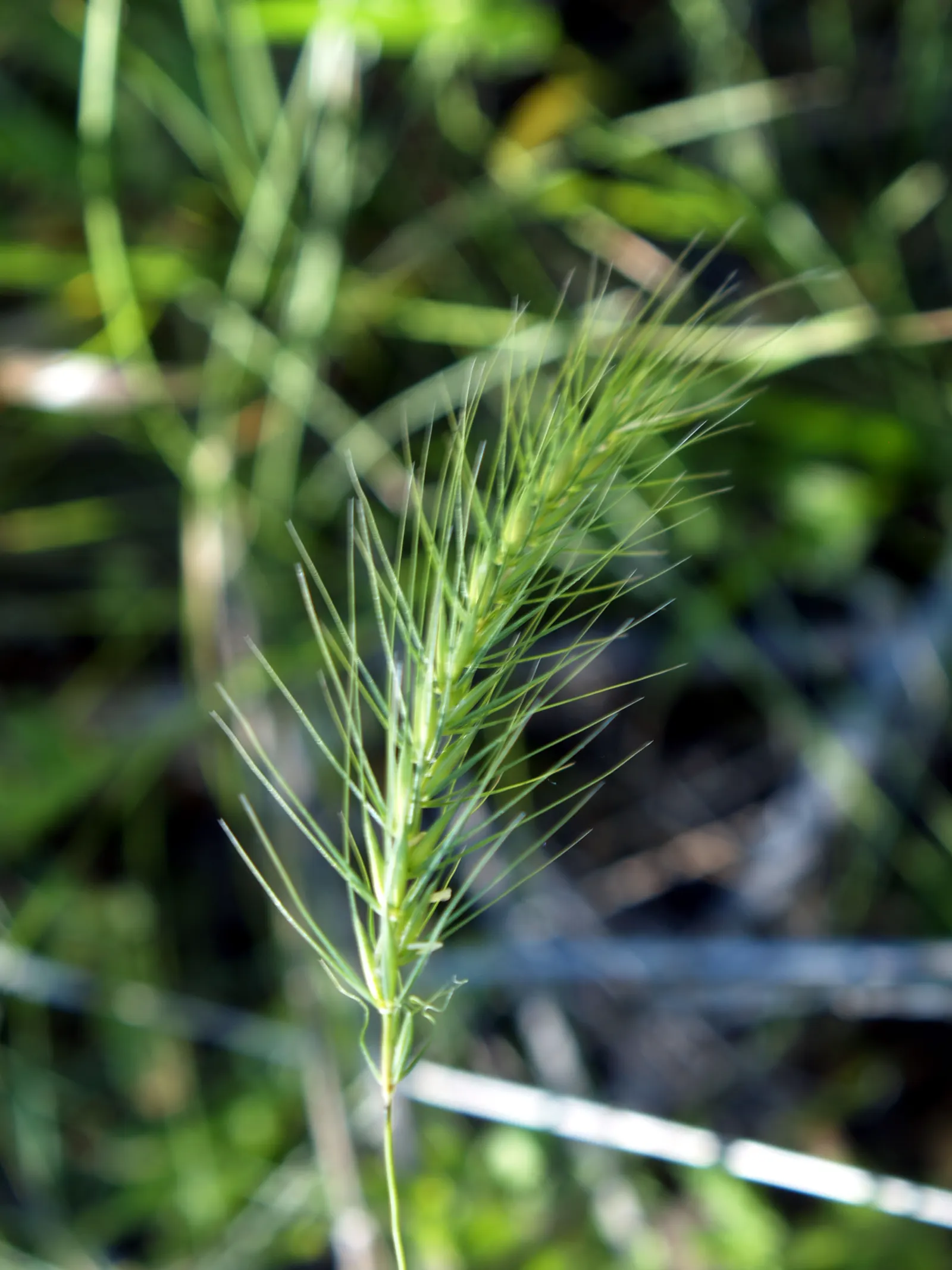 Bottlebrush Grass (Elymus Hystrix) — grass / perennial for full or half
