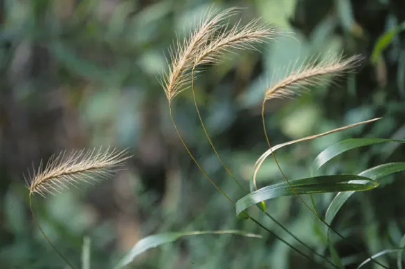 Bottlebrush Grass (Elymus Hystrix) — it adds vertical texture to gardens with minimal maintenance and is beneficial for wildlife; thus contributing, image 60