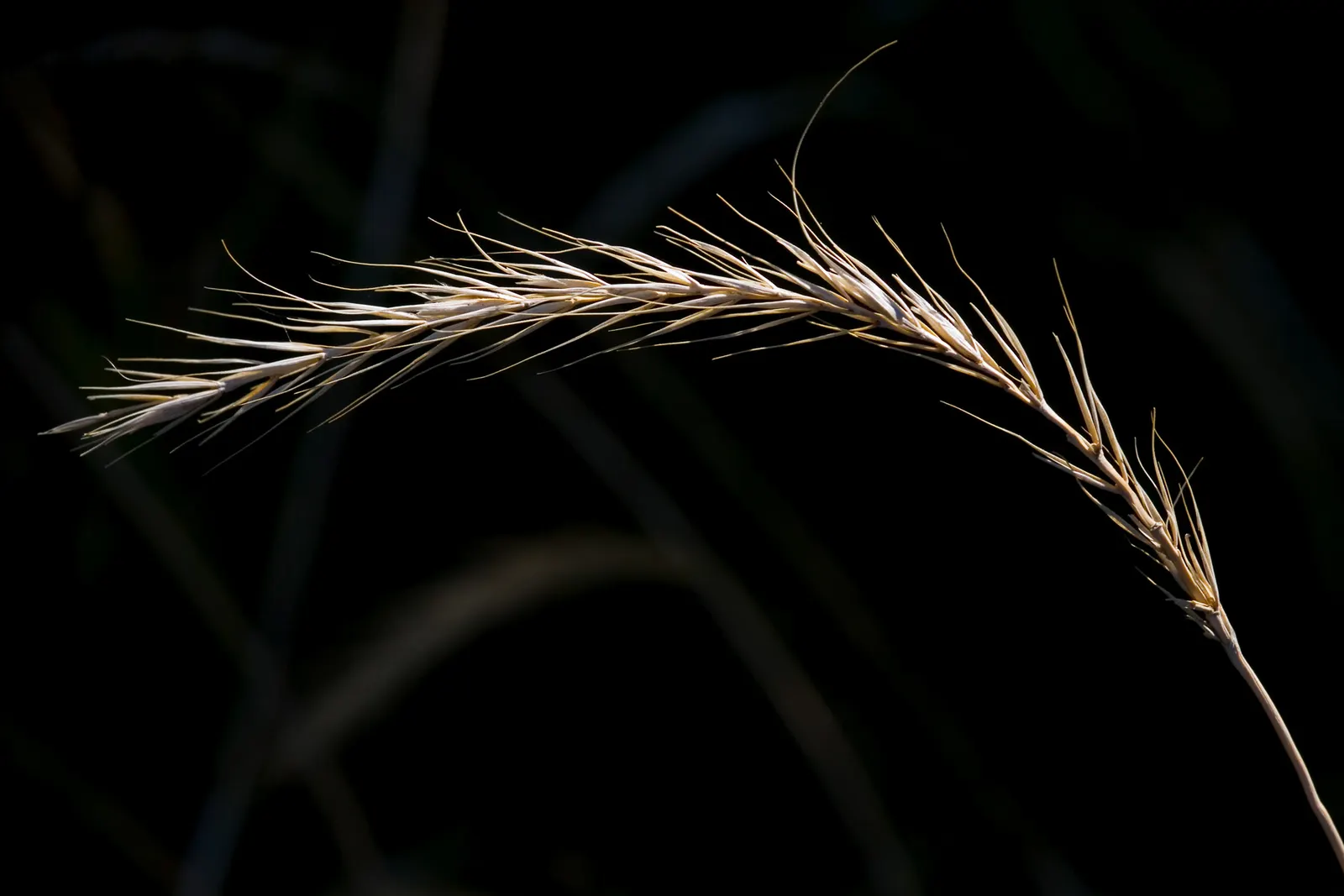 Bottlebrush Grass (Elymus Hystrix) — These seed heads start off green but transition to a golden-tan color; thus contributing to the local ecosystem's health