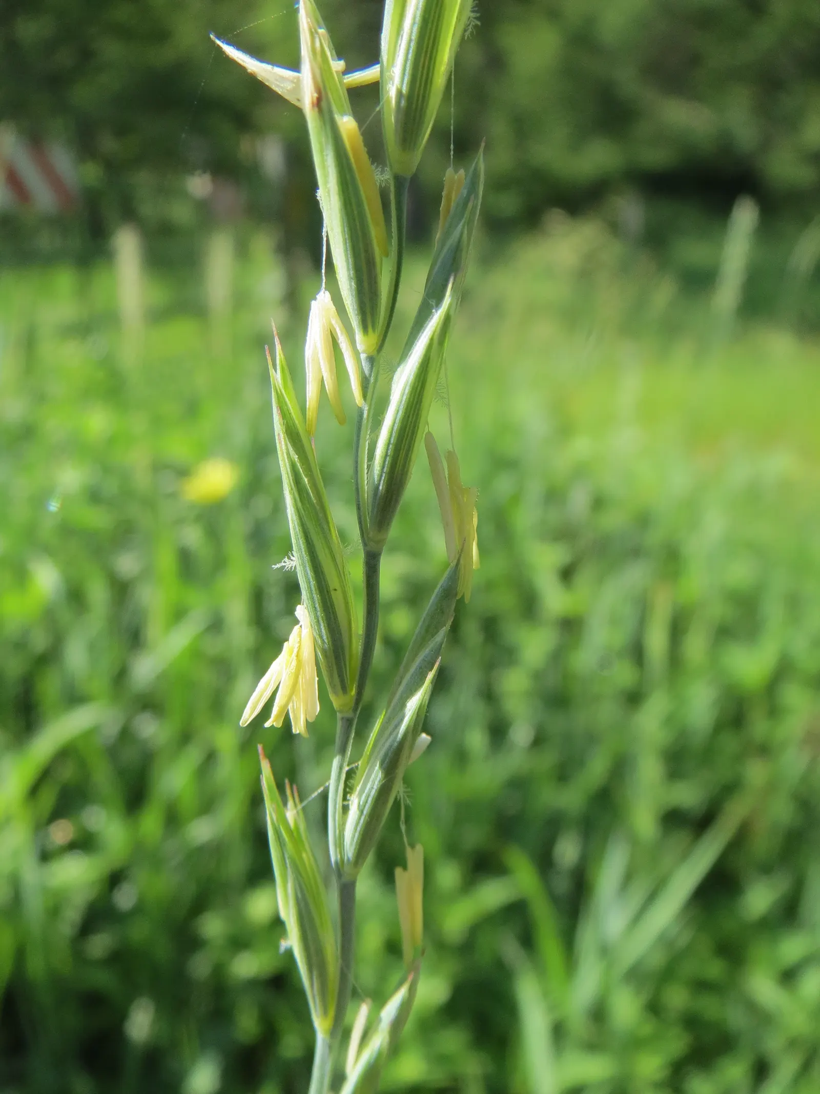 Bottlebrush Grass (Elymus Hystrix) — A final point for the client is that this native grass serves as a food source for wildlife; thus contributing to the