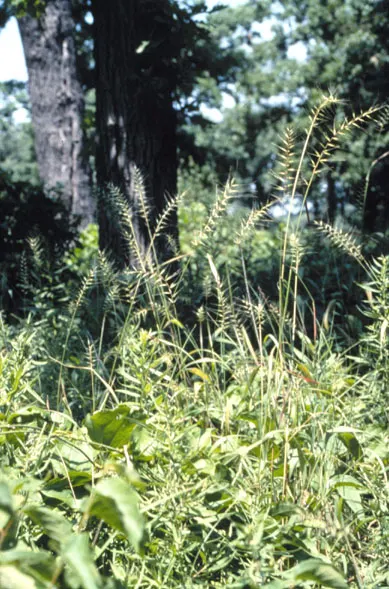 Bottlebrush Grass (Elymus Hystrix) — save for occasional watering during prolonged dry spells