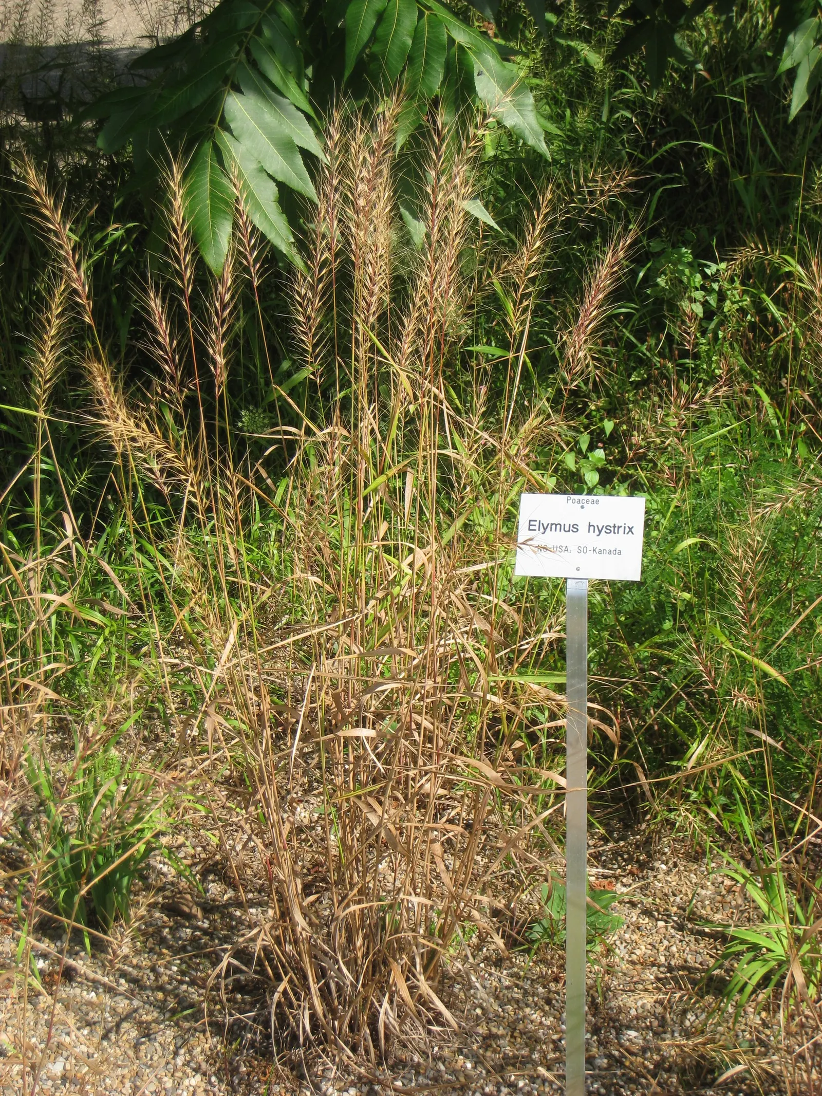 Bottlebrush Grass (Elymus Hystrix) — and prefers partial to full shade