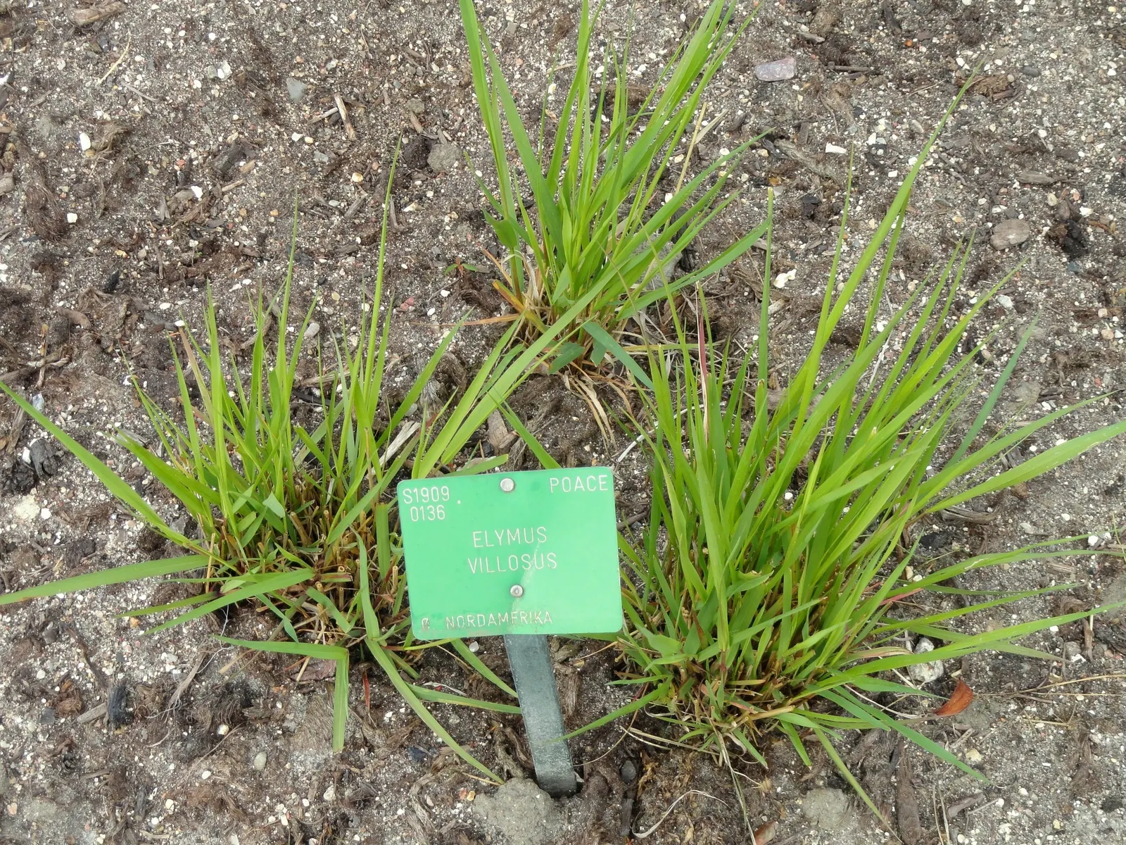 Bottlebrush Grass (Elymus Hystrix) — North American native prairie grass reaching 2-4 feet in height; it adds vertical texture to gardens with minimal