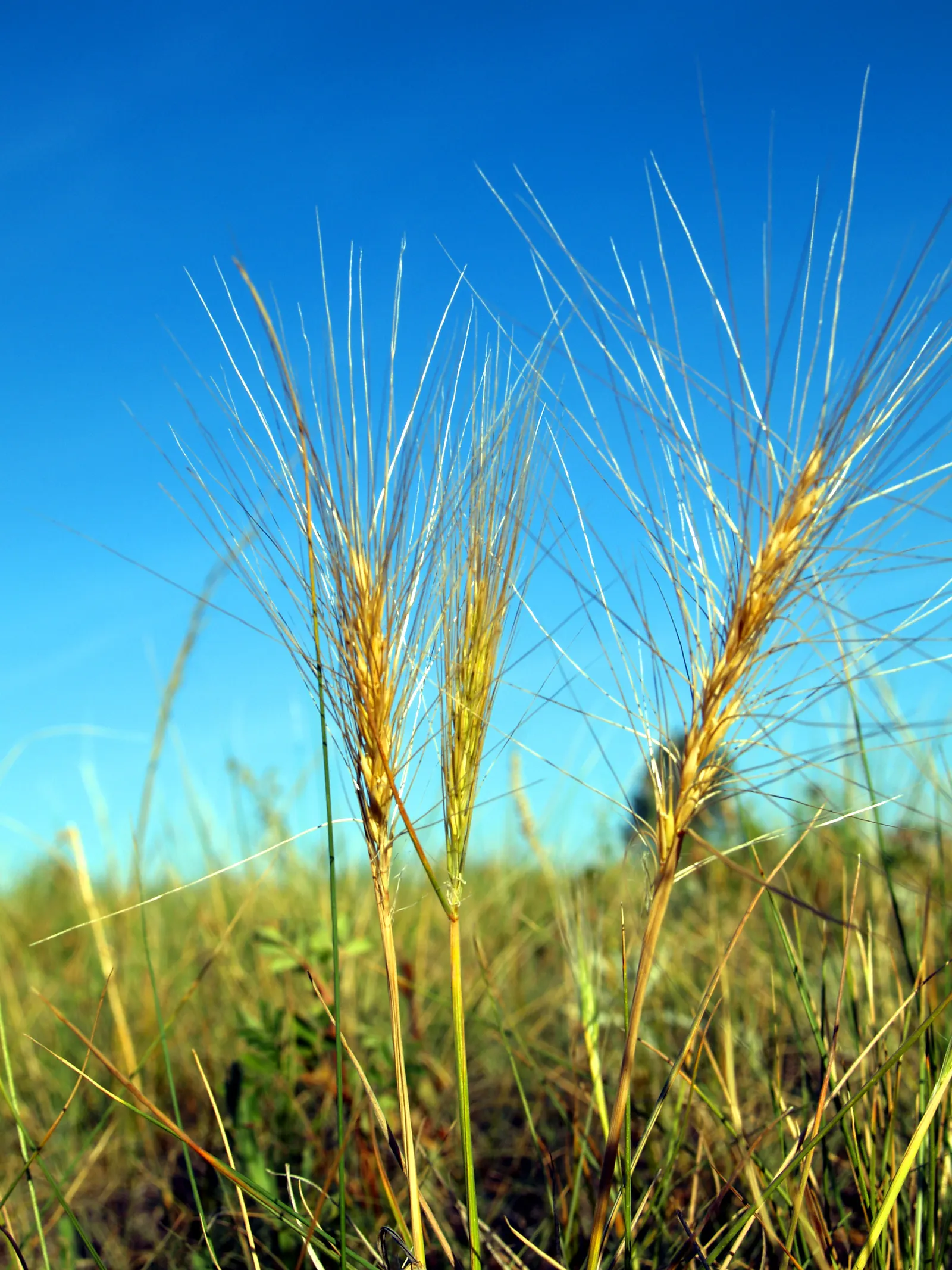 Bottlebrush Grass (Elymus Hystrix) — Preferring full sun to light shade, it thrives in well-drained soils; elymus hystrix is a low-care option