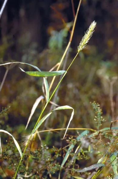 Bottlebrush Grass (Elymus Hystrix) — Its tolerance for shade sets it apart from many grasses that require full sun; thus contributing to the local ecosystem's