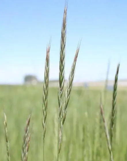 Bottlebrush Grass (Elymus Hystrix) — North American native prairie grass reaching 2-4 feet in height; it adds vertical texture to gardens with, image 57