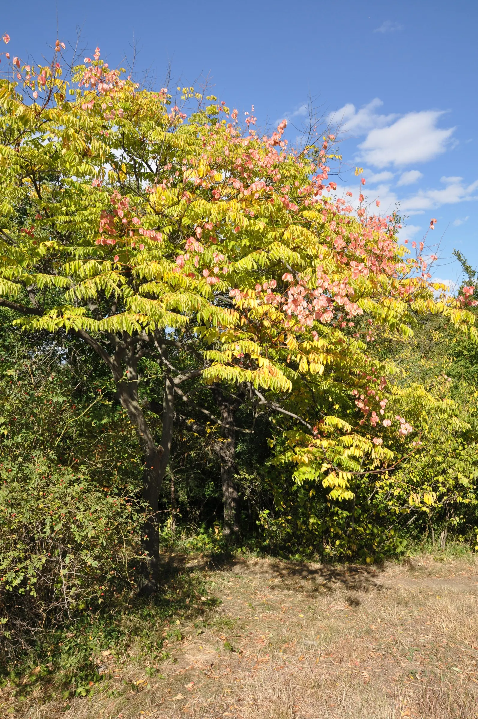 Chinese Flame Tree (Koelreuteria Bipinnata) — with its spreading canopy reaching up to 35 feet high and equally wide; hassle-free choice for temperate