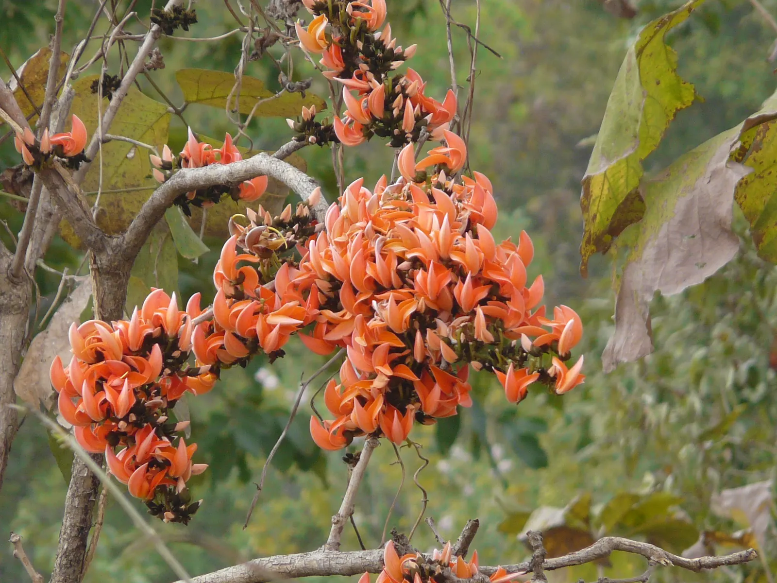 Chinese Flame Tree (Koelreuteria Bipinnata) — and leaflets that are approximately 1 to 2 inches in length