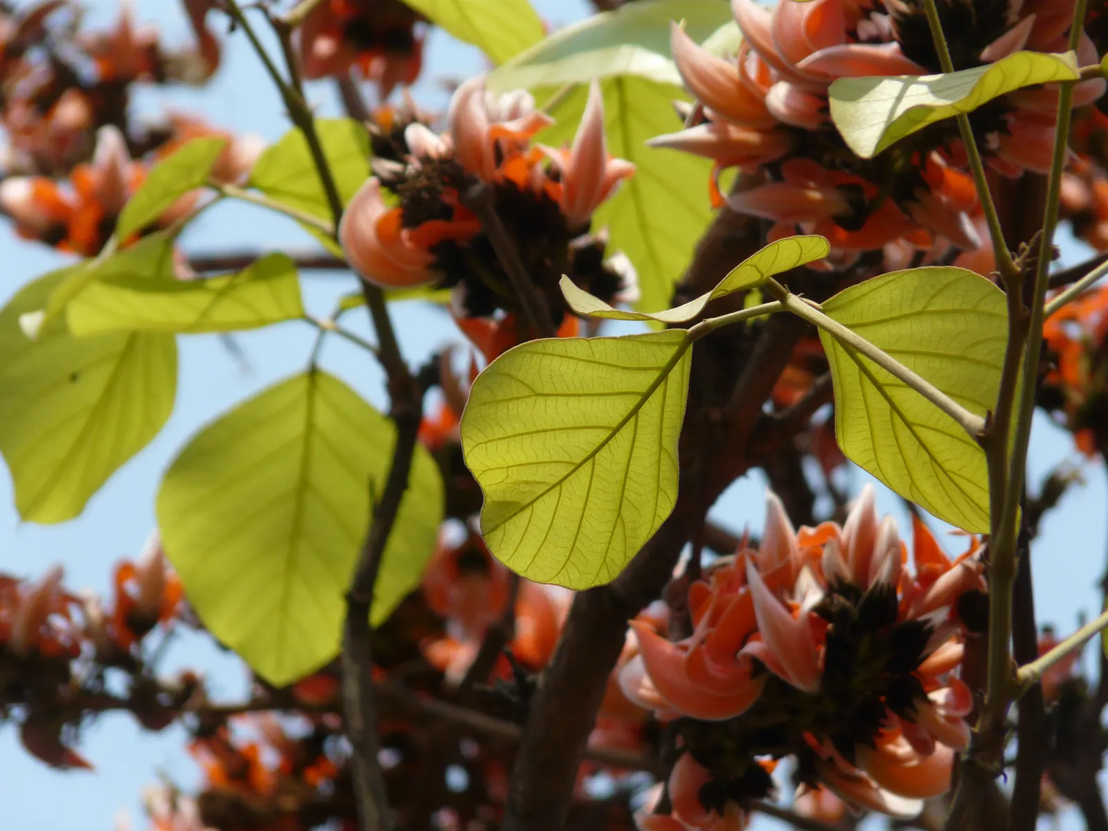 Chinese Flame Tree (Koelreuteria Bipinnata) — bladder-like seed pods that change from green to a pinkish-red and eventually to a warm
