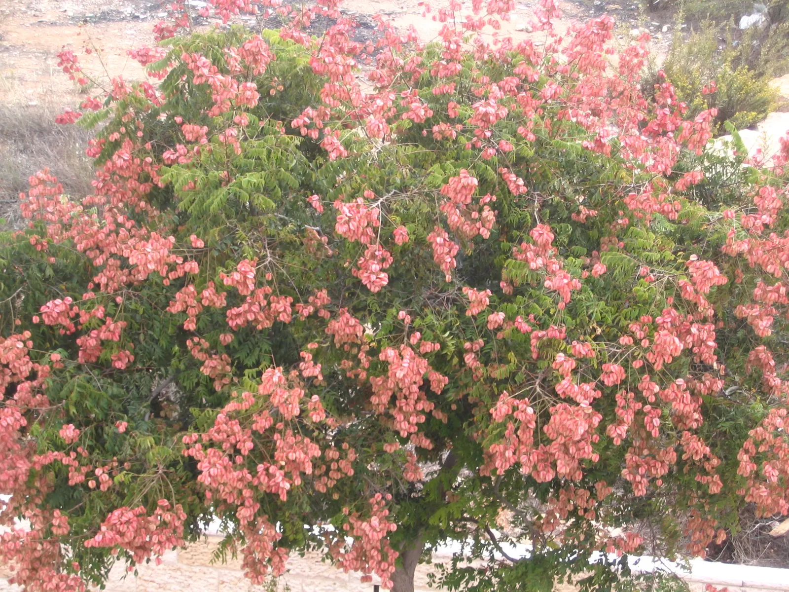 Chinese Flame Tree (Koelreuteria Bipinnata) — with each leaf reaching 6 to 15 inches long