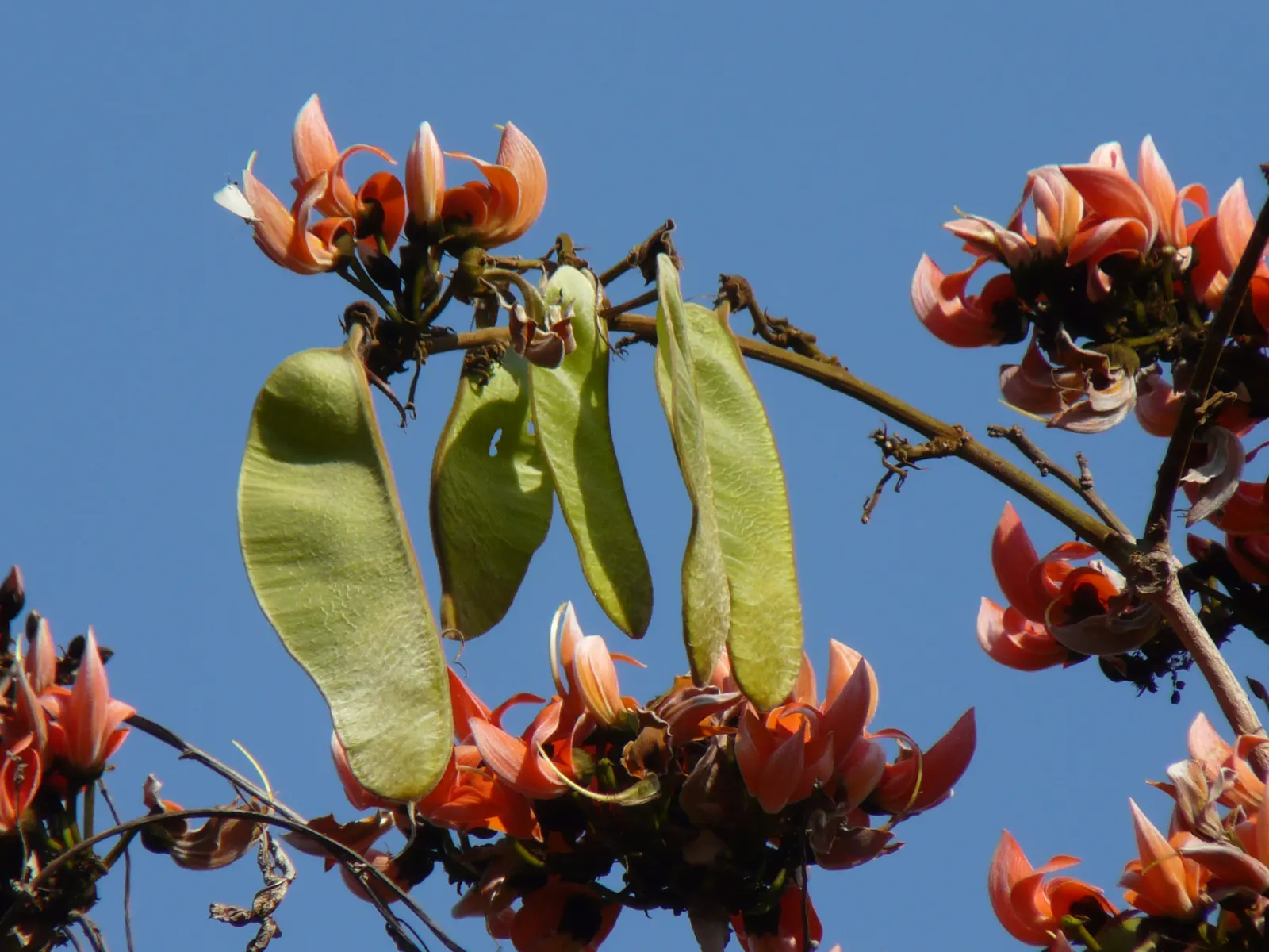 Chinese Flame Tree (Koelreuteria Bipinnata) — with its spreading canopy reaching up to 35 feet high and equally wide