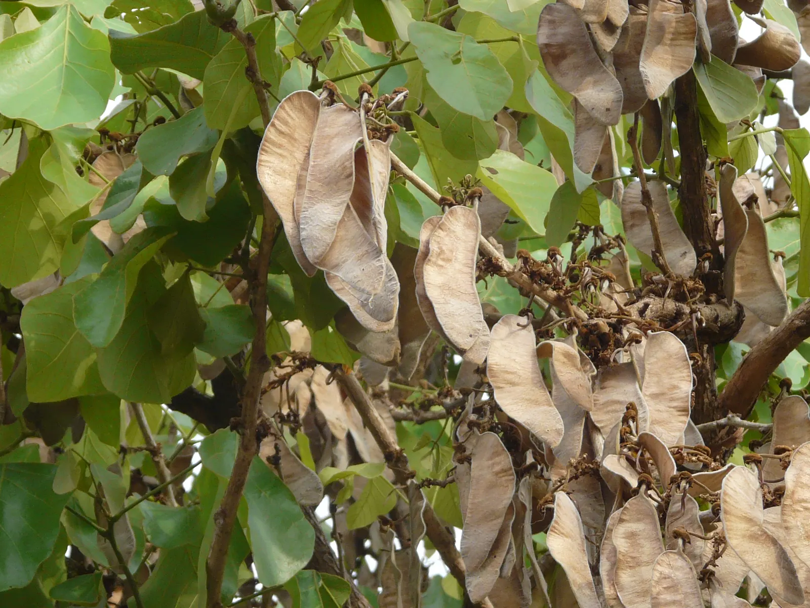 Chinese Flame Tree (Koelreuteria Bipinnata) — panicle clusters during the summer months; regular watering helps establish a deep-rooted system, image 48