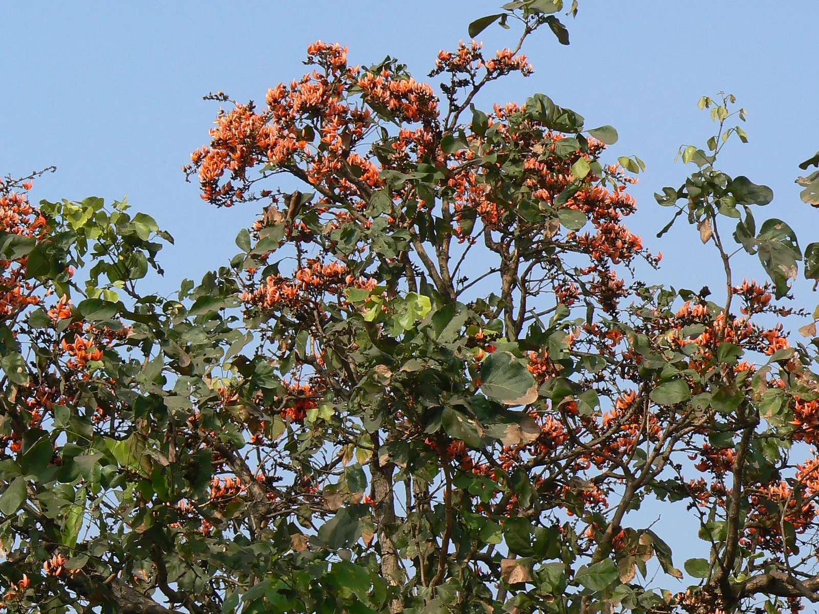 Chinese Flame Tree (Koelreuteria Bipinnata) — the Chinese Flame Tree thrives in USDA Hardiness Zones 6 through 9; regular watering helps establish a