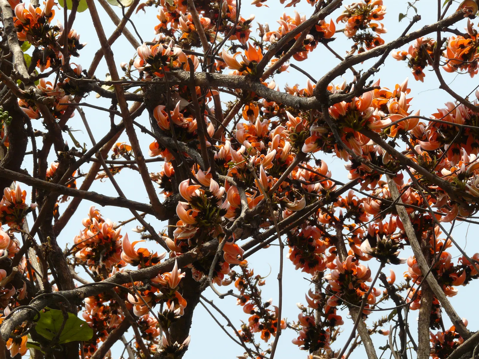 Chinese Flame Tree (Koelreuteria Bipinnata) — and leaflets that are approximately 1 to 2 inches in length; hassle-free choice for temperate, image 55