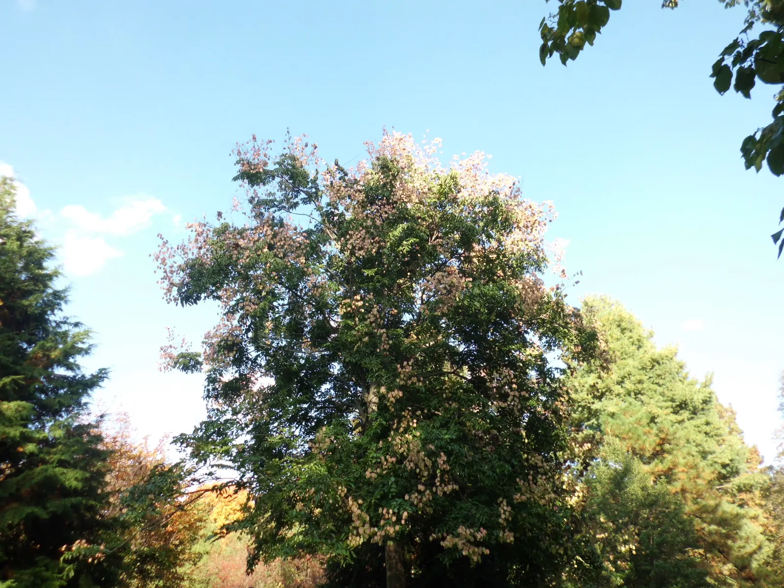 Chinese Flame Tree (Koelreuteria Bipinnata) — Its foliage consists of bipinnate or sometimes tripinnate leaves, image 32