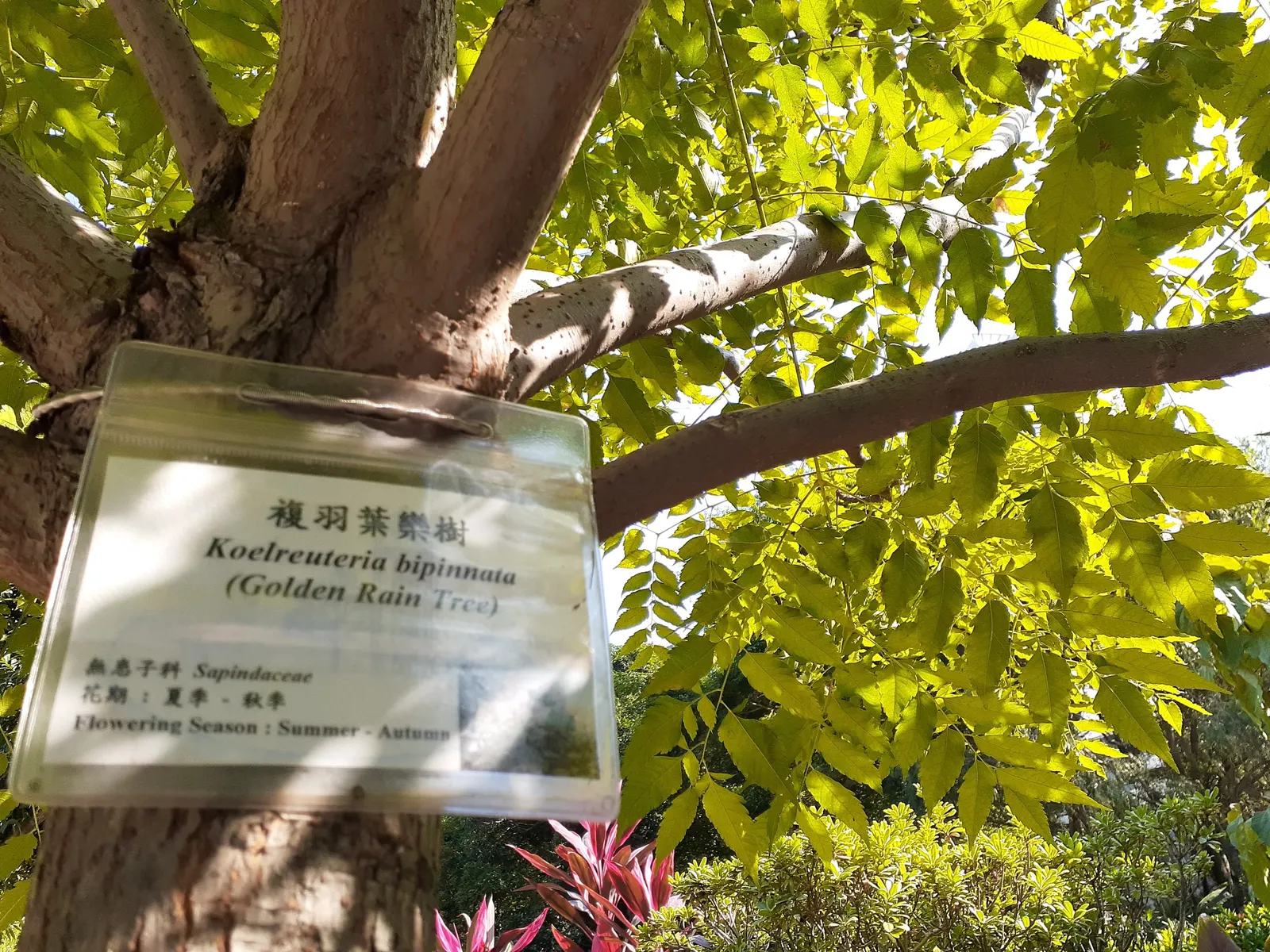 Chinese Flame Tree (Koelreuteria Bipinnata) — hassle-free choice for temperate landscapes