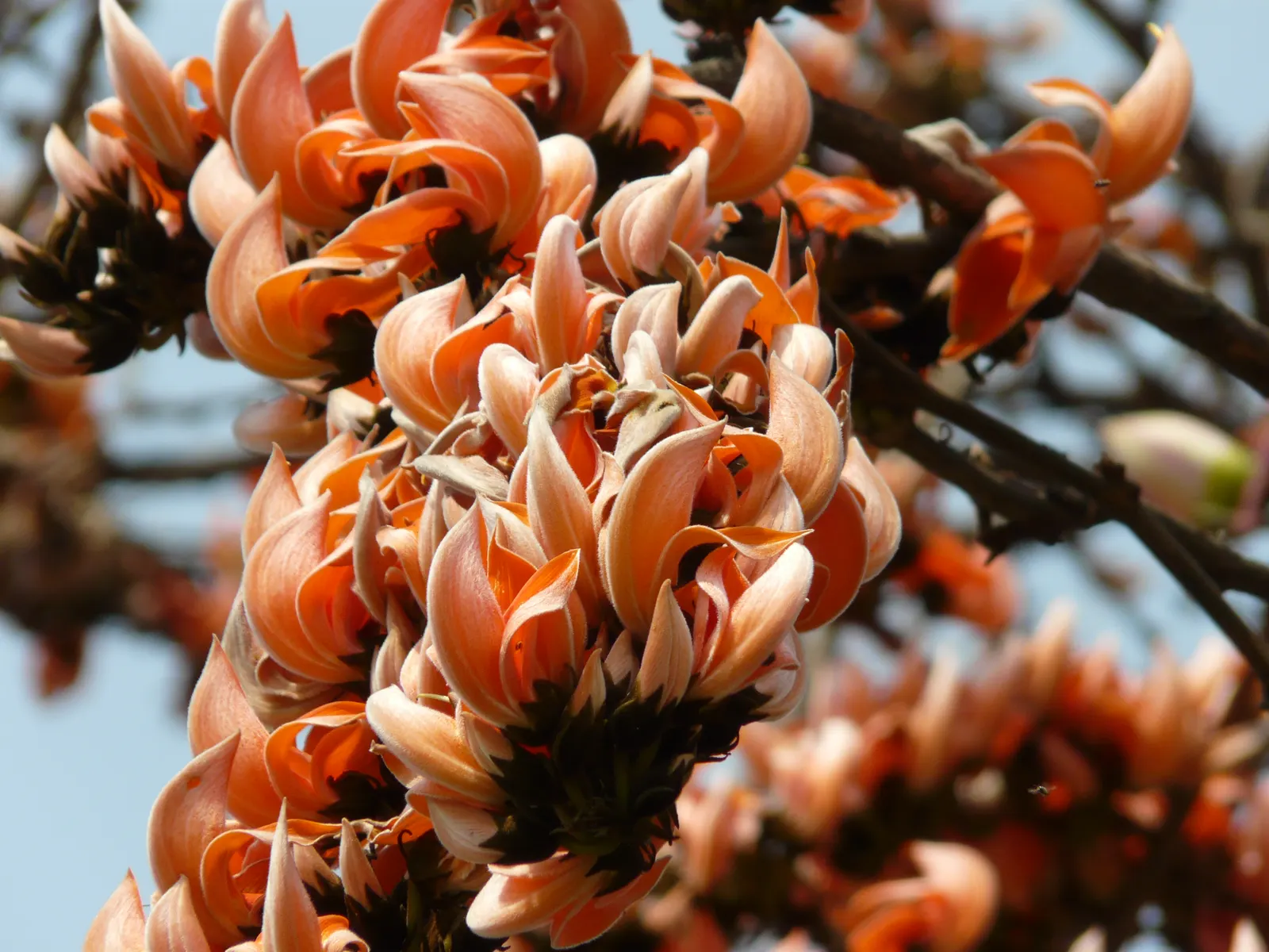 Chinese Flame Tree (Koelreuteria Bipinnata) — the Chinese Flame Tree thrives in USDA Hardiness Zones 6 through 9; regular watering helps establish a, image 57