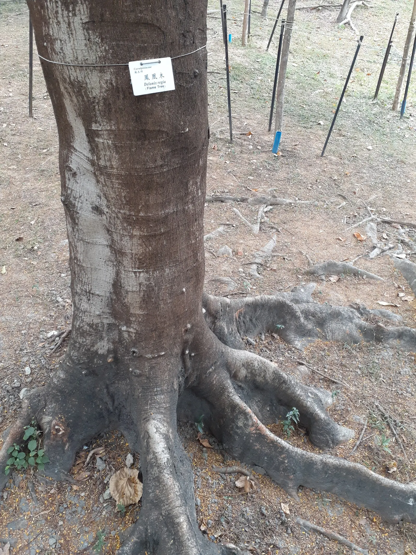 Chinese Flame Tree (Koelreuteria Bipinnata) — Regular watering helps establish a deep-rooted system