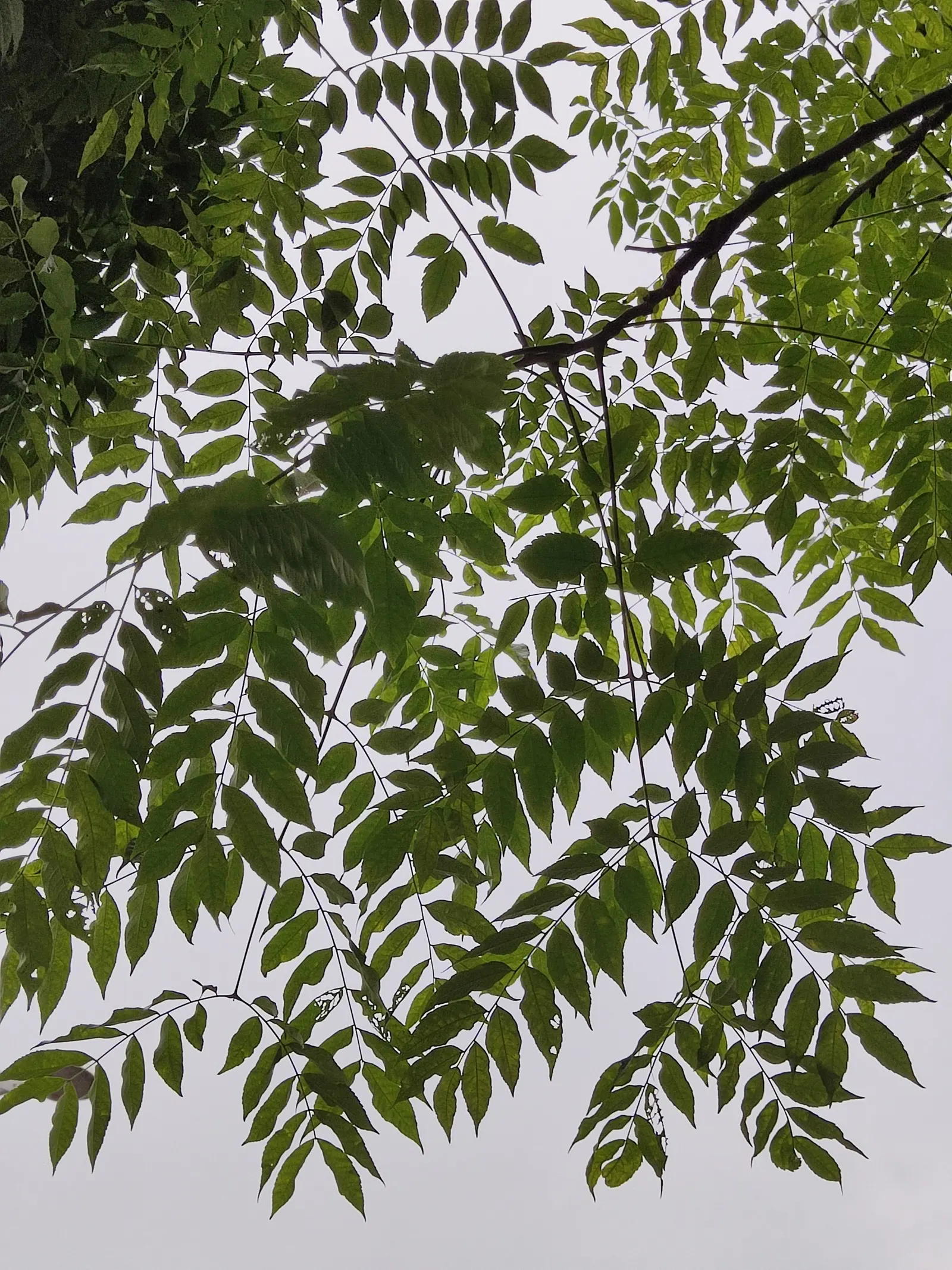 Chinese Flame Tree (Koelreuteria Bipinnata) — typically around June to July