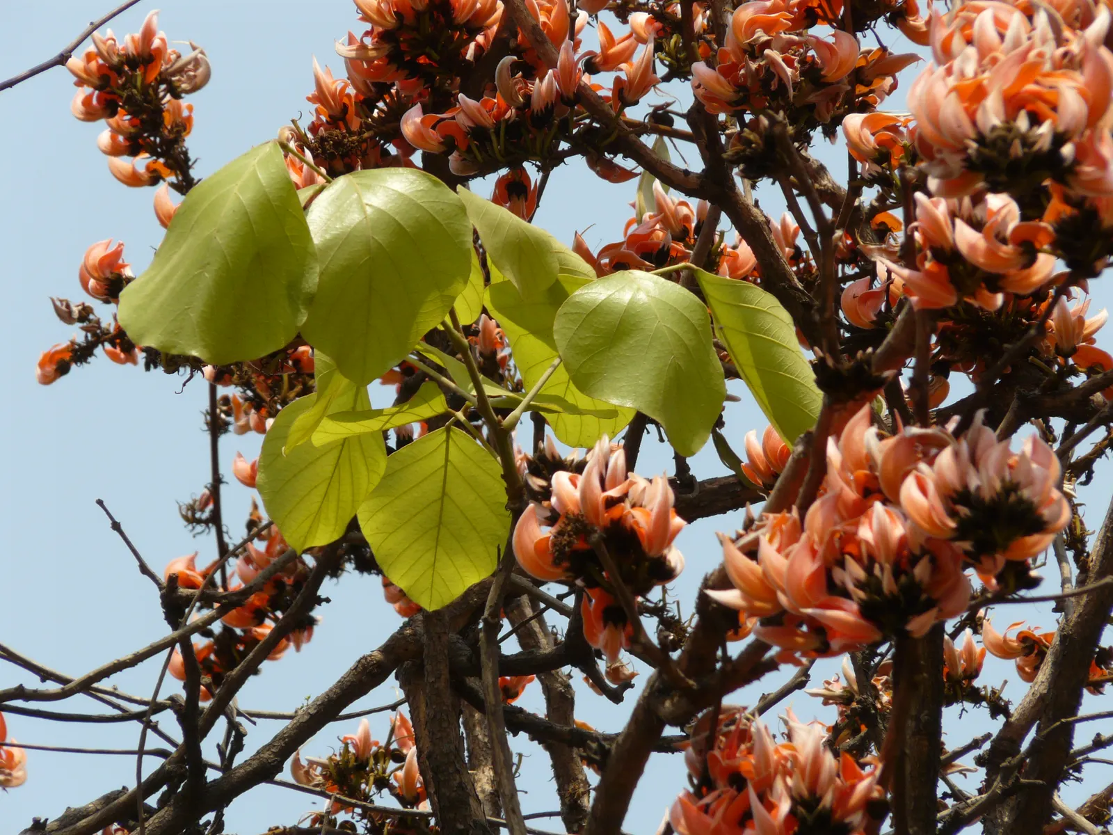 Chinese Flame Tree (Koelreuteria Bipinnata) — panicle clusters during the summer months